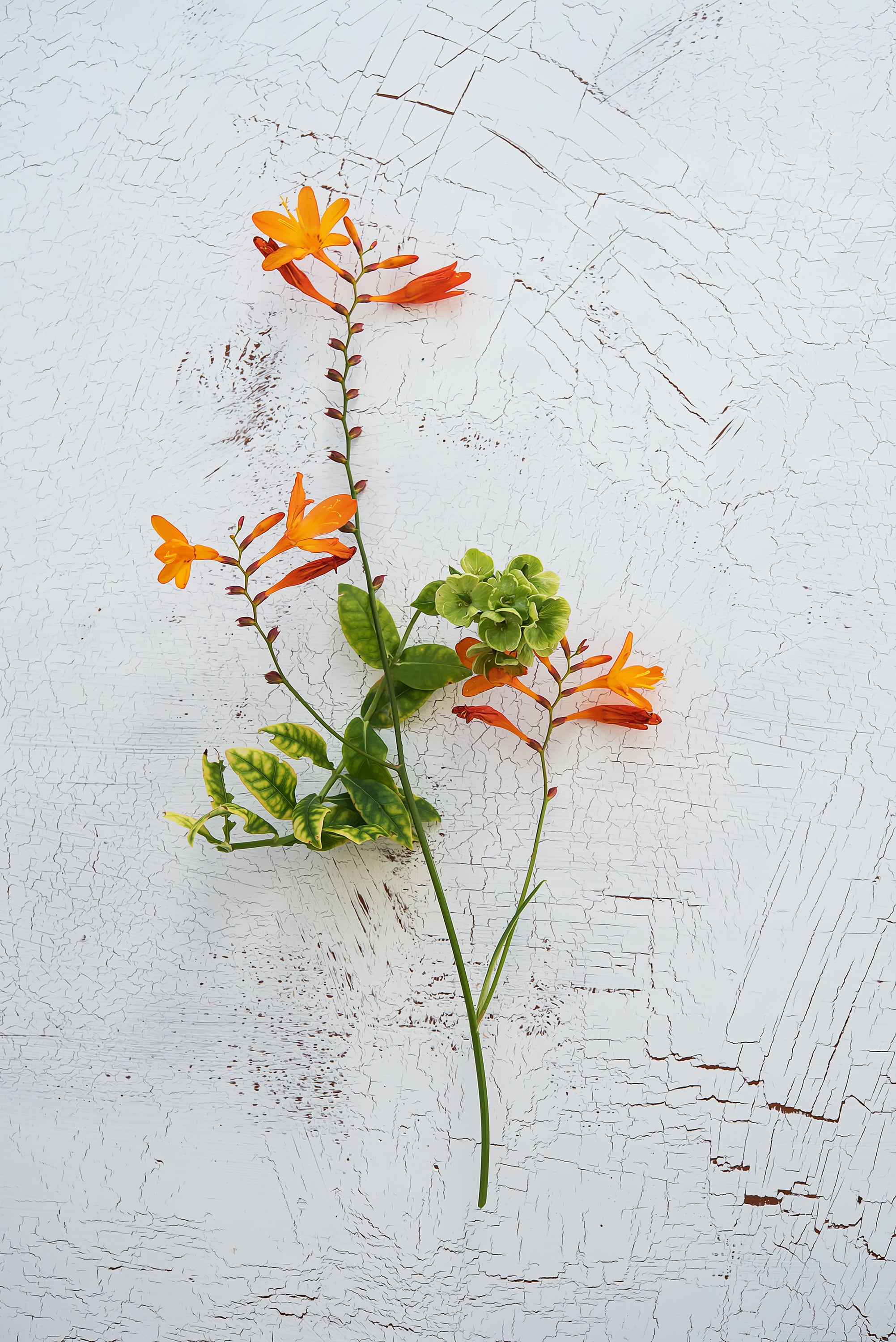 vulnerability, petal, fragility, crocosmia, indoors, long stems, high angle view, flower, flowers, garden montbretia, food and drink, schwertliliengewaechs, Phone HD Wallpaper