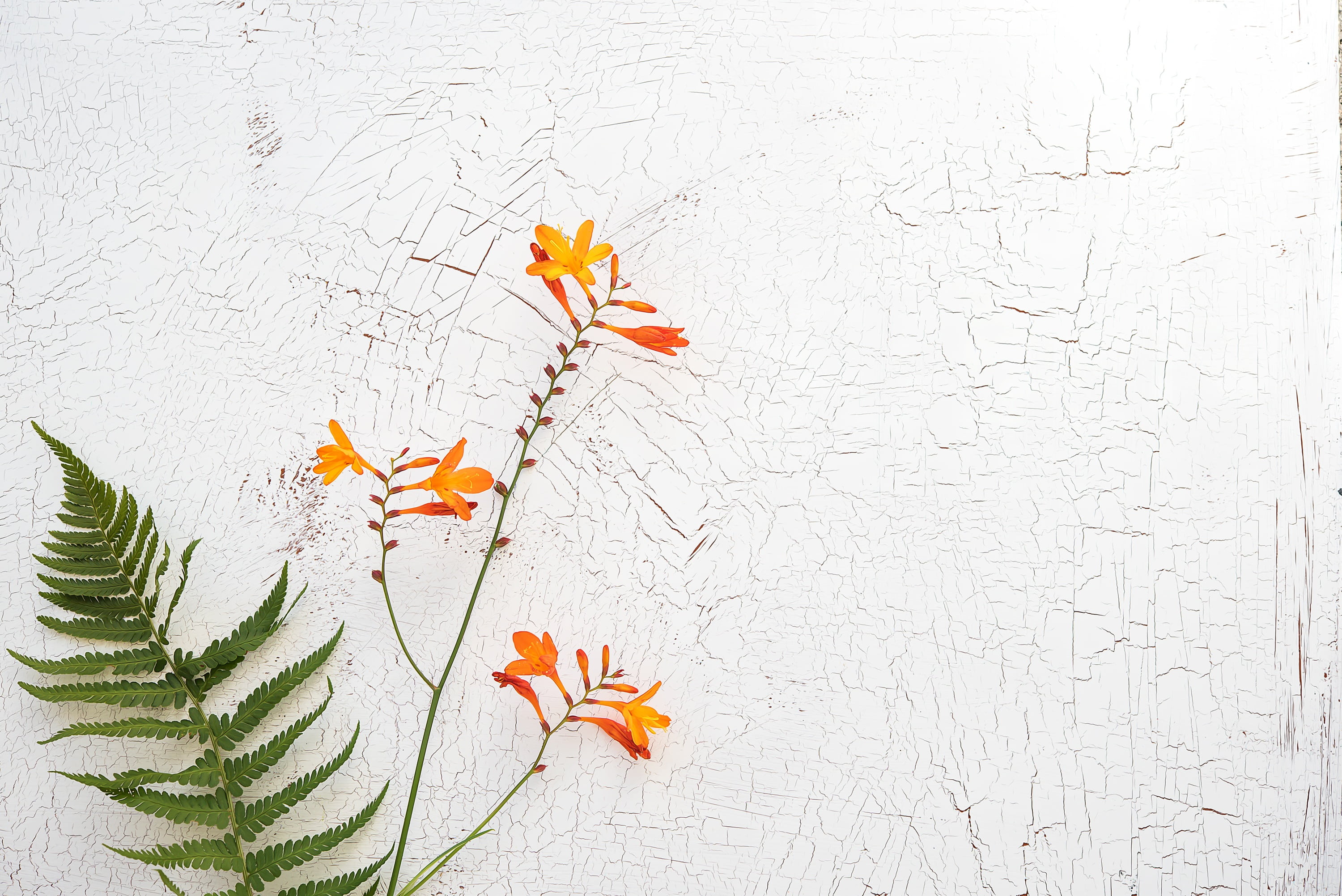 leaf, garden montbretia, petal, water, late summer, branch, green, texture, text dom, close-up, crocosmia, copy space, freshness, white, plant, schwertliliengewaechs, HD Wallpaper