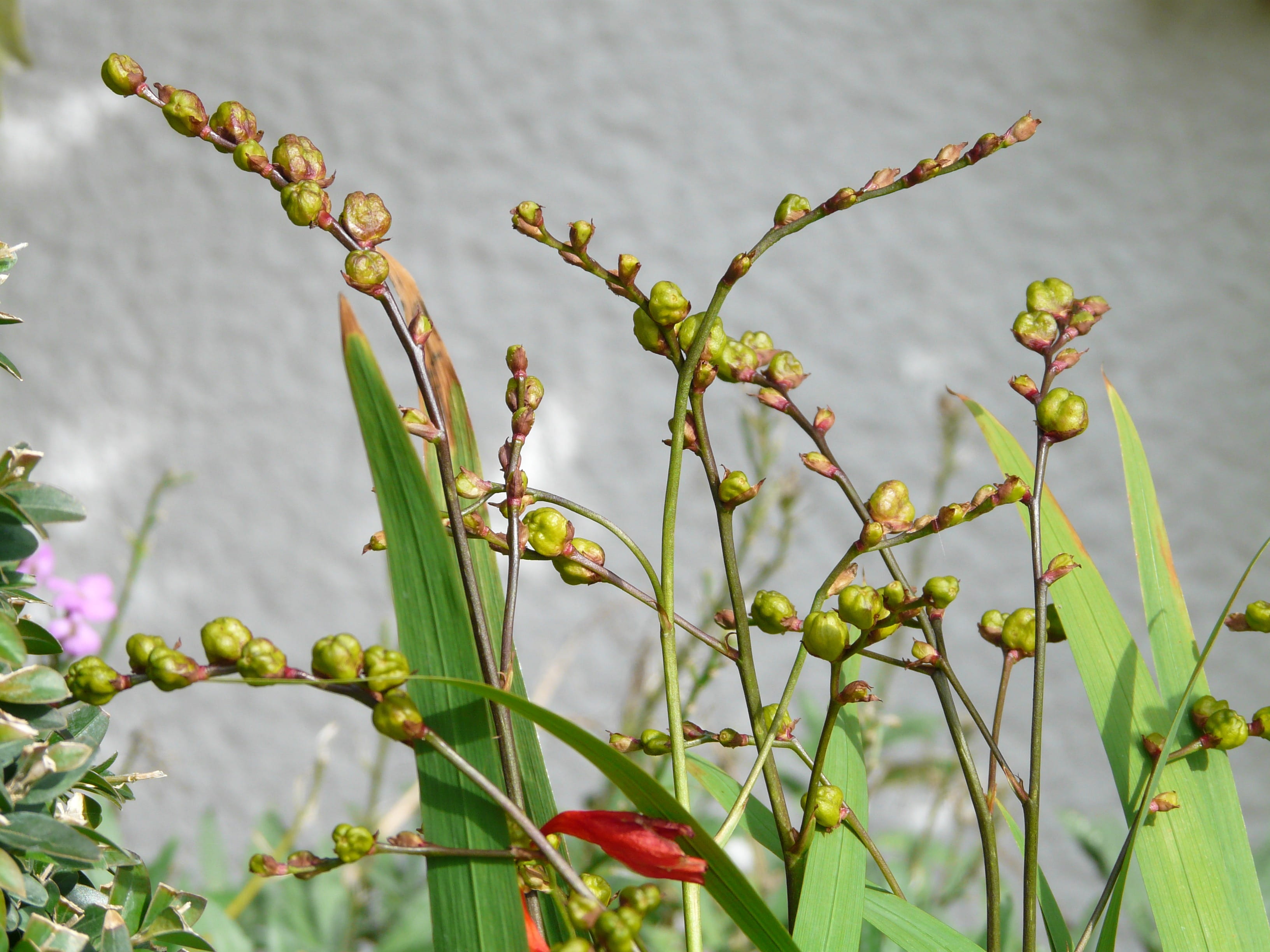 flowering plant, schnittblume, iridaceae, garden montbretia, plant part, bud, sunlight, Montbretia, green Color, tranquility, Seeds, Seed Capsules, 2K, HD Wallpaper