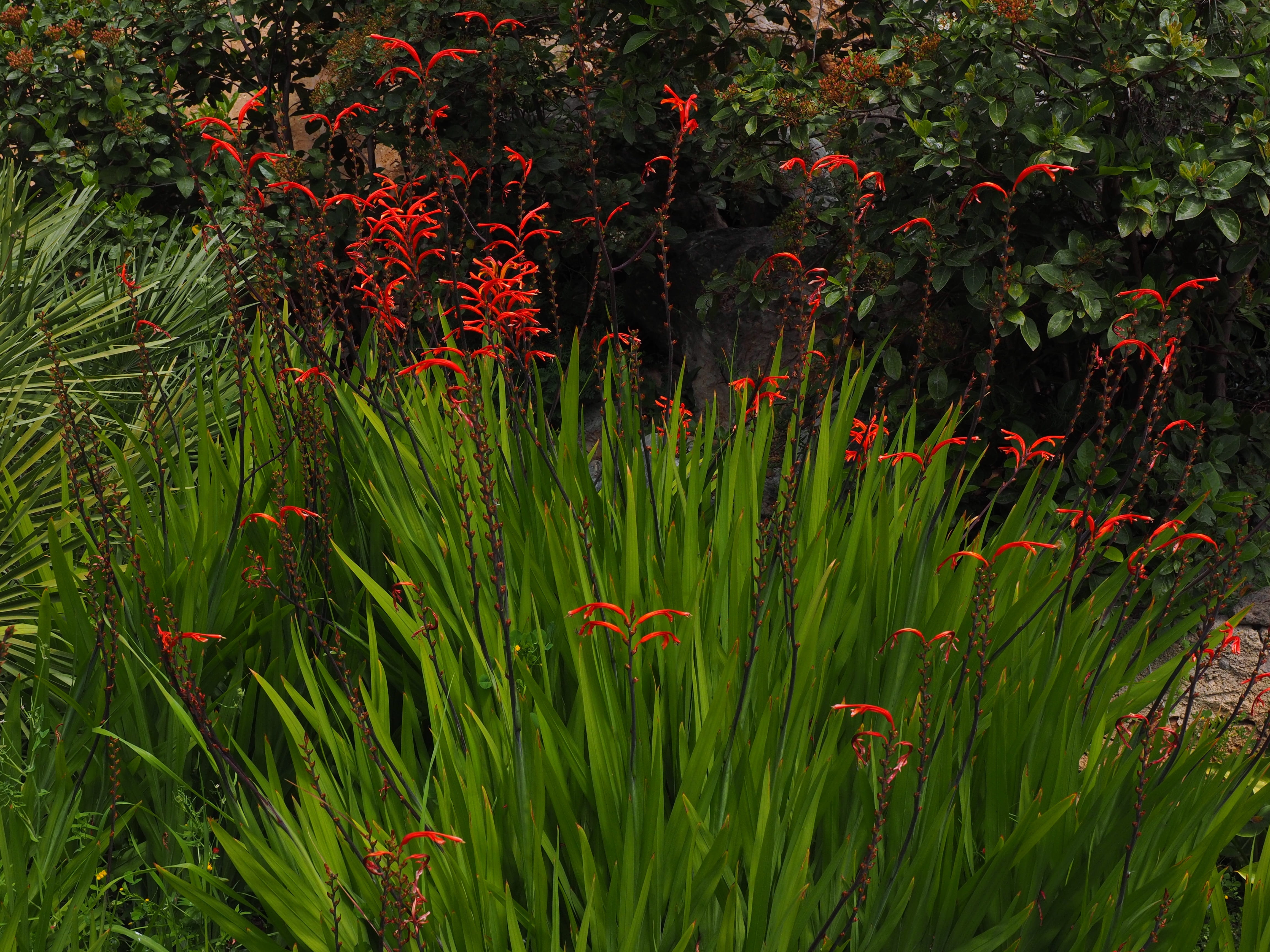 rainforest, garden montbretia, grass, plant, oblong, outdoors, red, foliage, orange, growth, tranquil scene, flowering plant, 4K, montbretia, tepals, beauty in nature, HD Wallpaper