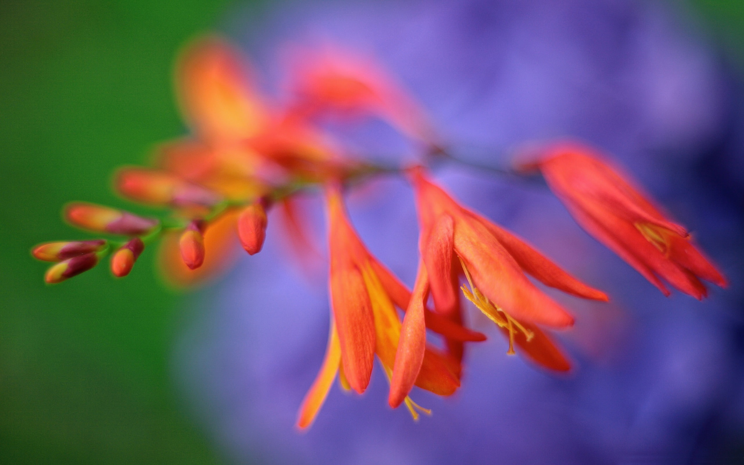 soft focus, selective focus, orange color, plant, photography, vulnerability, nature, fragility, inflorescence, growth, petal, no people, pollen, outdoors, HD Wallpaper