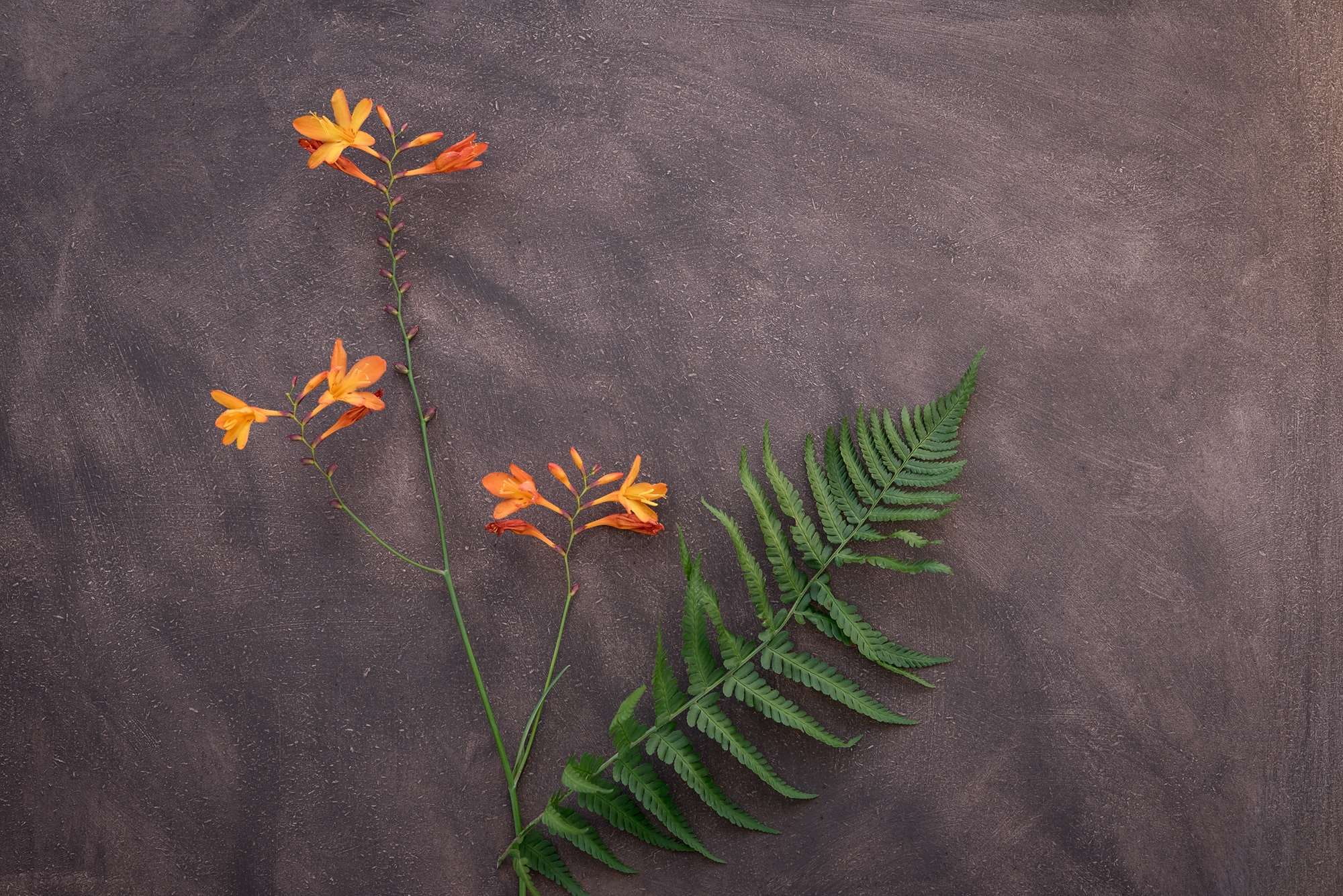 leaf fern, green, maple leaf, green color, plant, blossom, text dom, fern, freshness, high angle view, leaves, crocosmia, vulnerability, plant part, bloom, HD Wallpaper