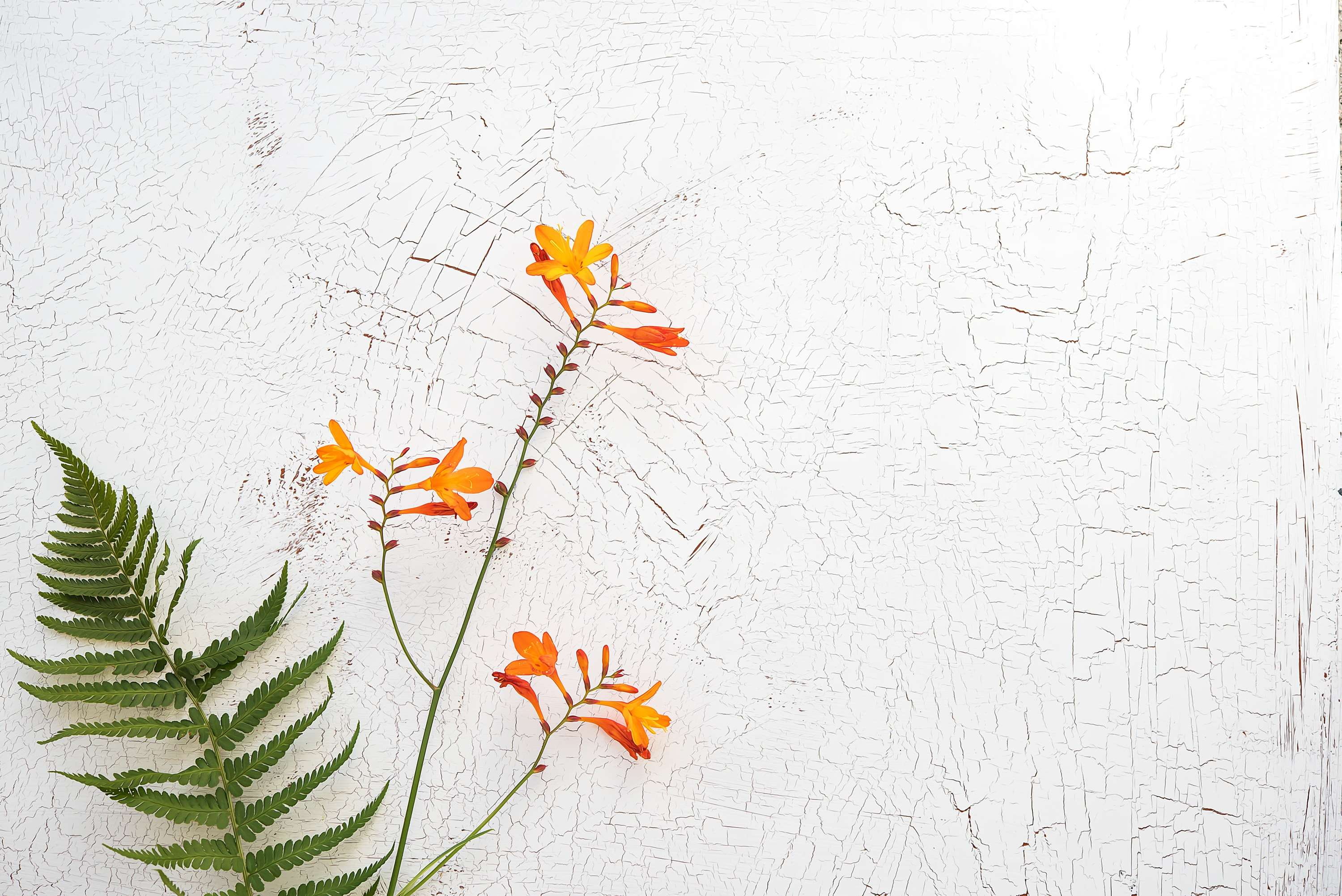 vulnerability, wall - building feature, crocosmia, flowering plant, garden montbretia, nature, texture, copy space, inflorescence, fragility, growth, text dom, HD Wallpaper
