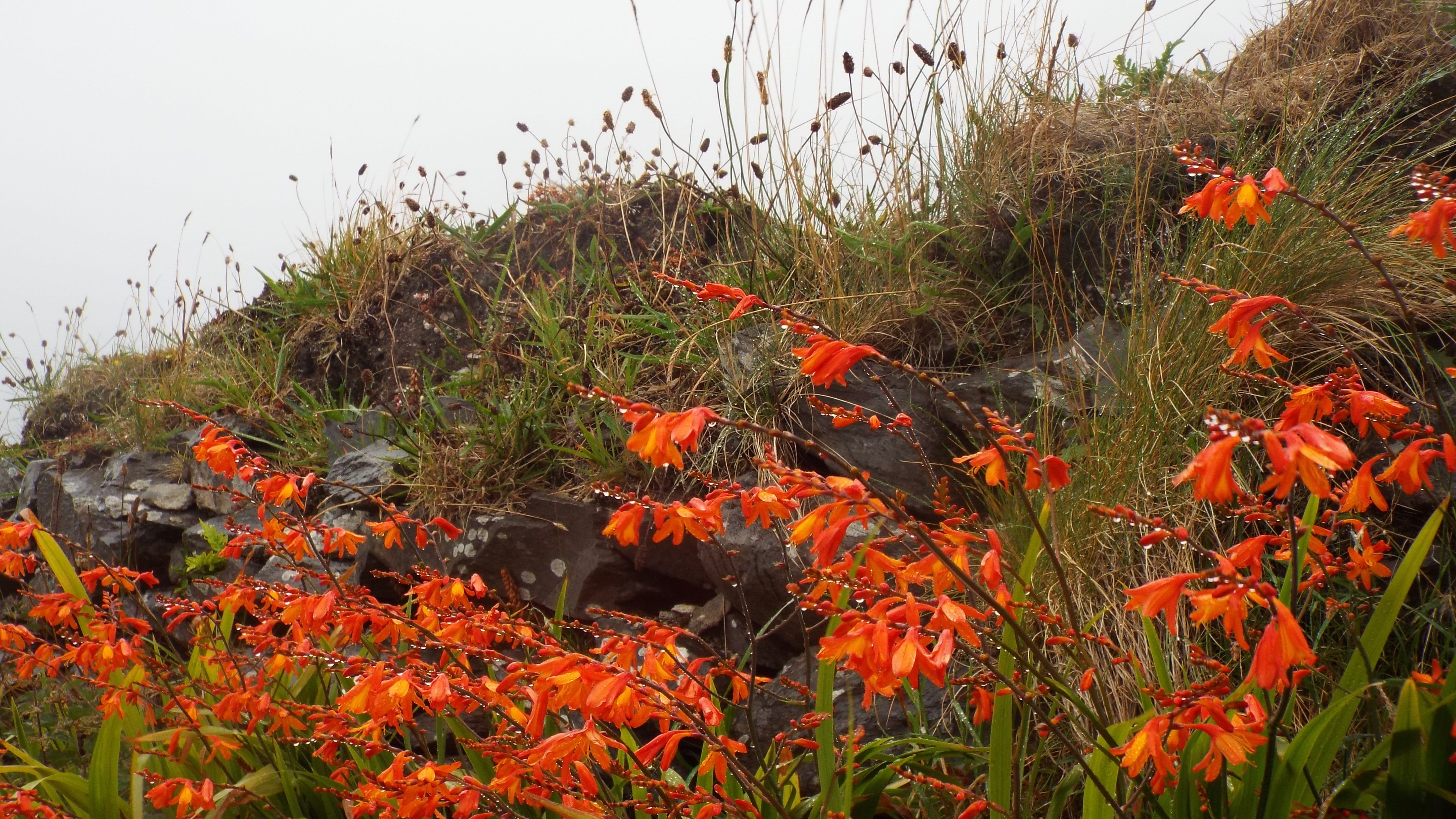 no people, animals in the wild, land, red flowers, beauty in nature, wildflowers, animal themes, orange color, montbretia, red, growth, environment, west coast ireland, HD Wallpaper