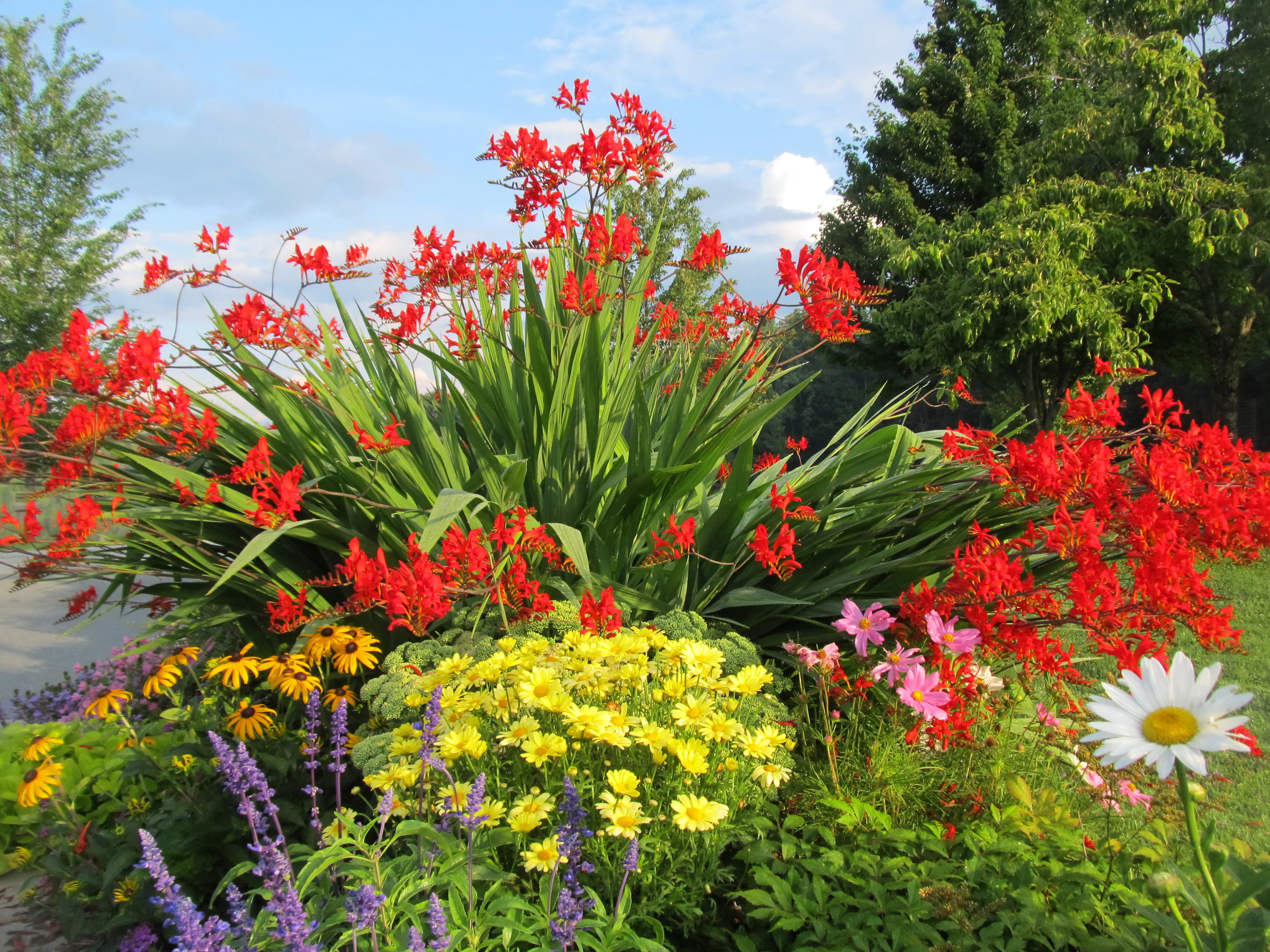 beauty in nature, green color, sky, red, flower head, flowers, flower, day, crocosmia, vulnerability, outdoors, Bush, growth, inflorescence, flowerbed, HD Wallpaper