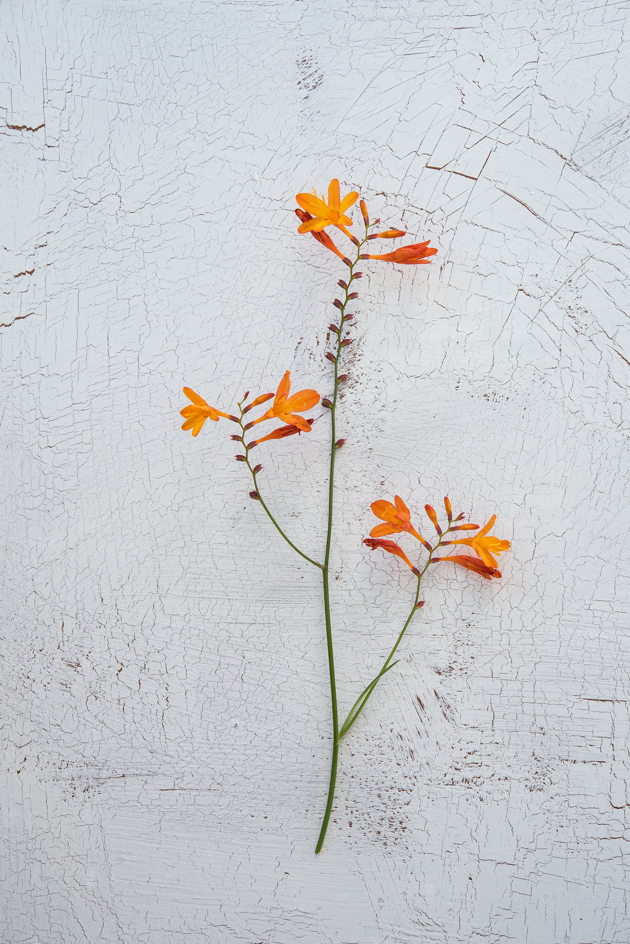 leaves, high angle view, garden montbretia, close-up, orange, freshness, ornamental plant, schwertliliengewaechs, beauty in nature, leaf, plant, surface, Phone HD Wallpaper