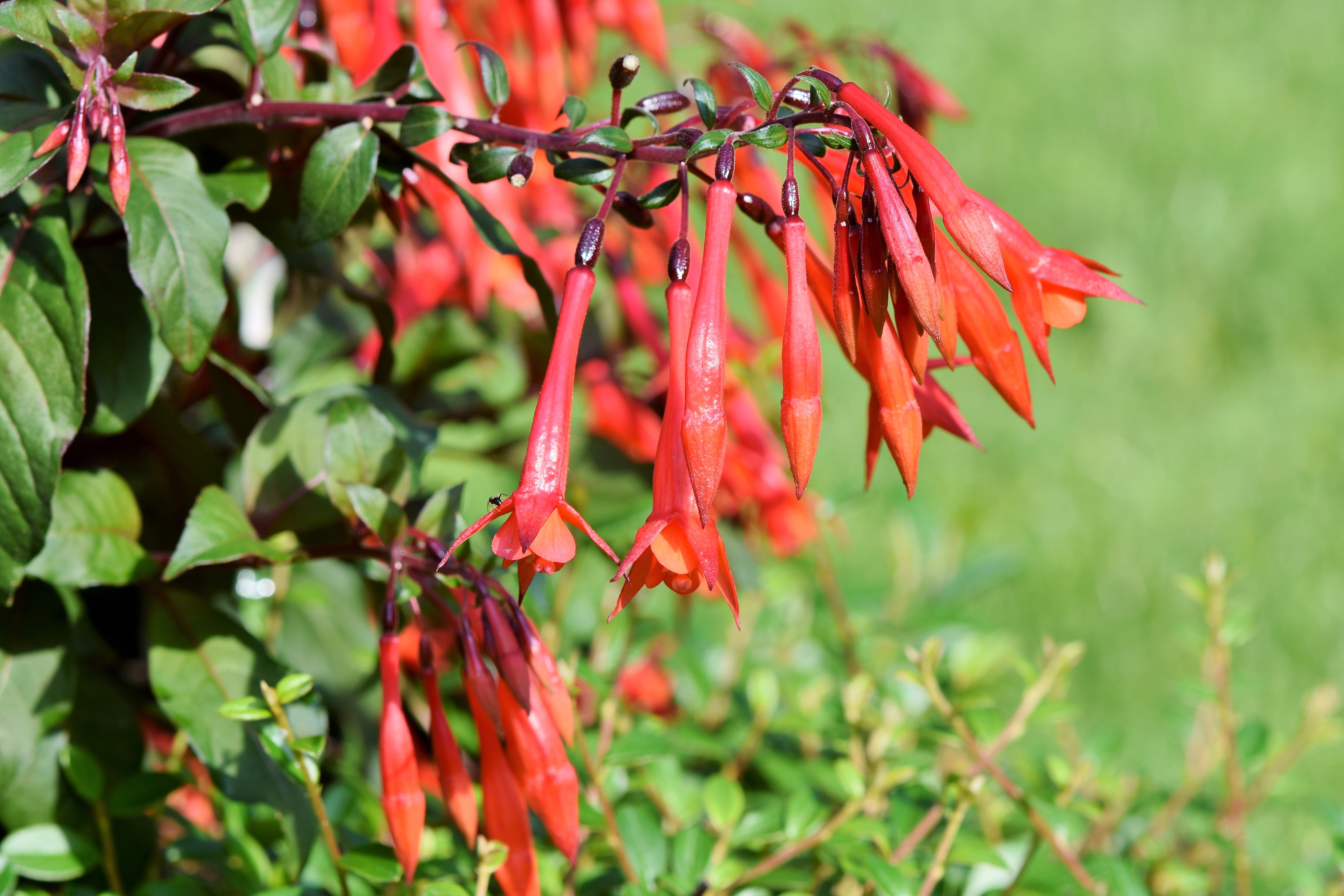green color, flora, no people, freshness, vulnerability, red, outdoors, flower garden, beauty in nature, fuchsia, ornamental plant, plant part, focus on foreground, HD Wallpaper