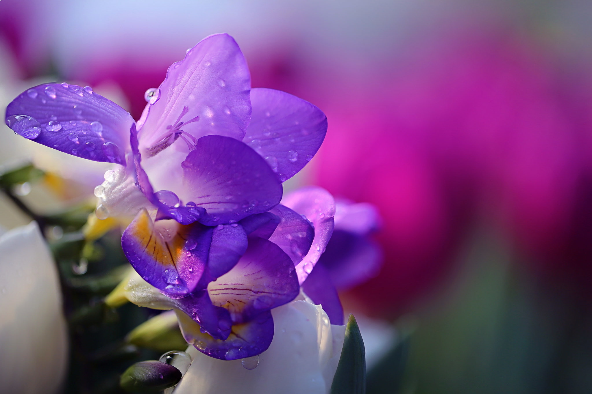 Purple Freesia, flower, tender, nature, 1080P, freesia, drops, water, Li Feng, HD Wallpaper