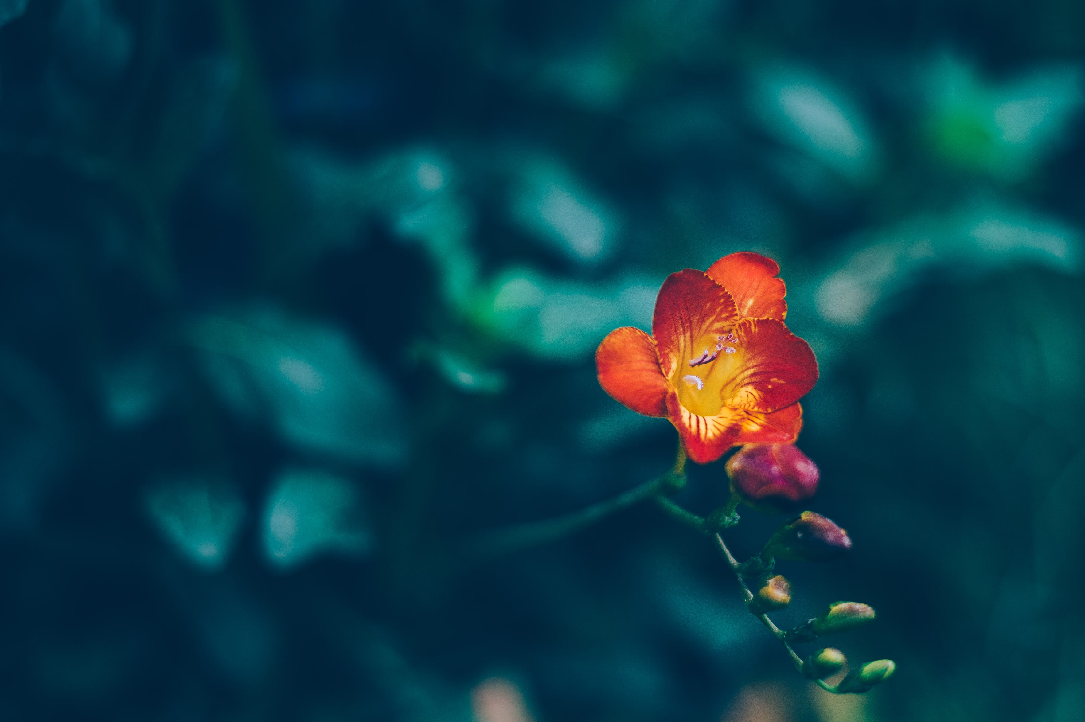 day, macro, freshness, fragility, vulnerability, freesia, growth, red, close-up, petal, beauty in nature, flower, orange, flowers, focus on foreground, HD Wallpaper