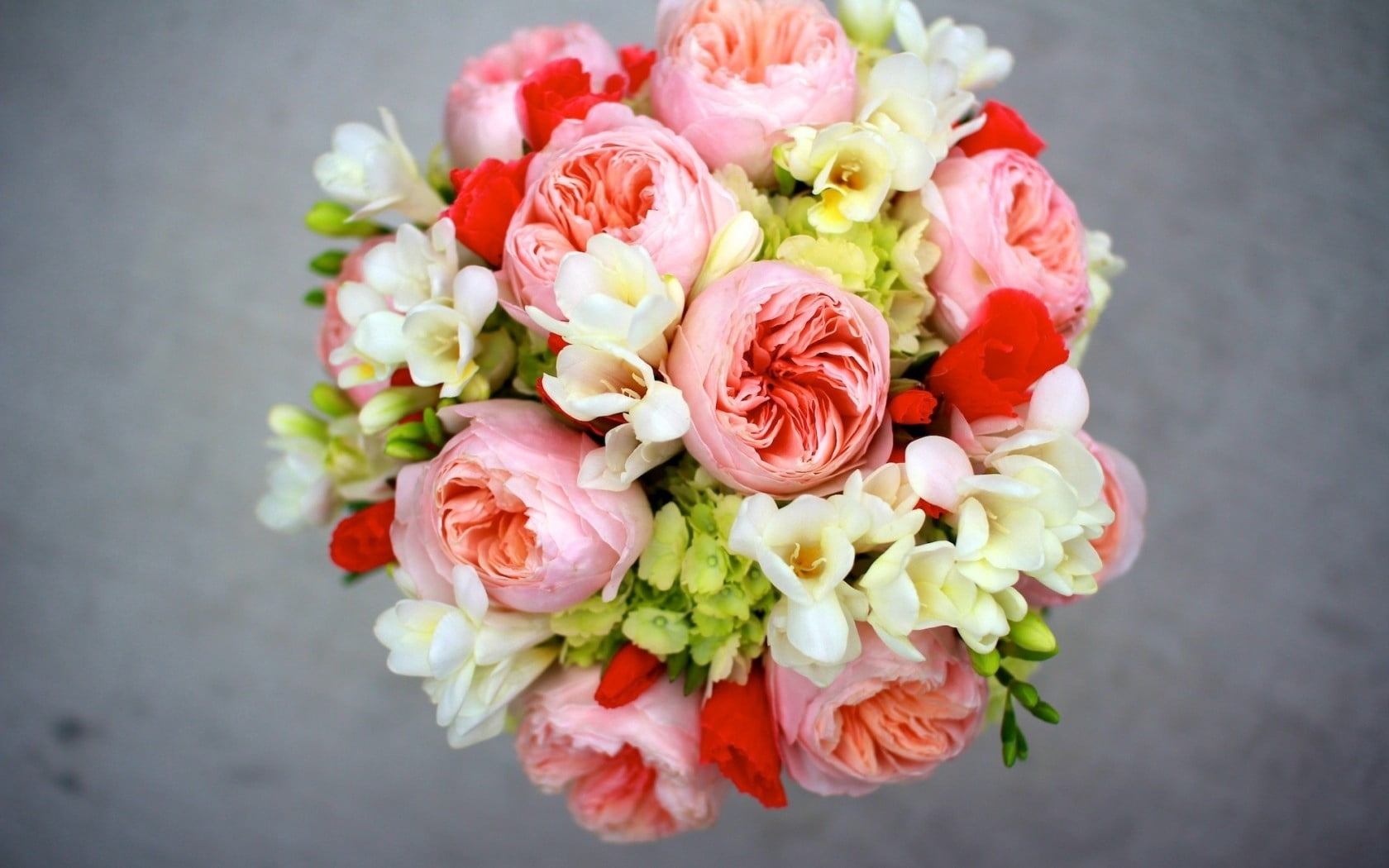 valentines Day - Holiday, nature, flowers, petal, white, freshness, birthday, beauty in nature, close-up, 720P, beautiful, vulnerability, multi Colored, HD Wallpaper