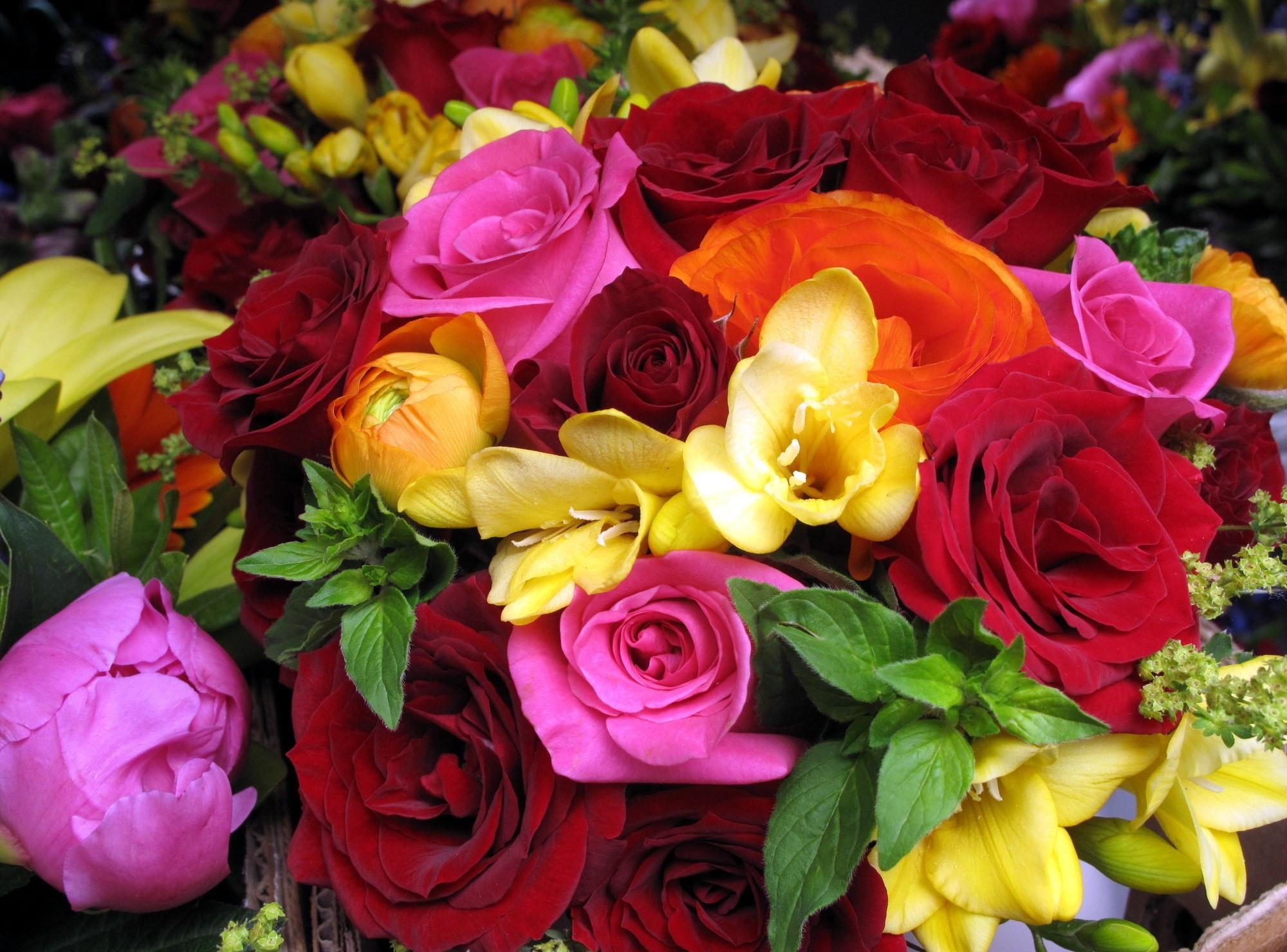 flower, blossom, flowering plant, outdoors, red, rose - Flower, multi Colored, vulnerability, choice, petal, love, backgrounds, beauty In Nature, celebration, HD Wallpaper