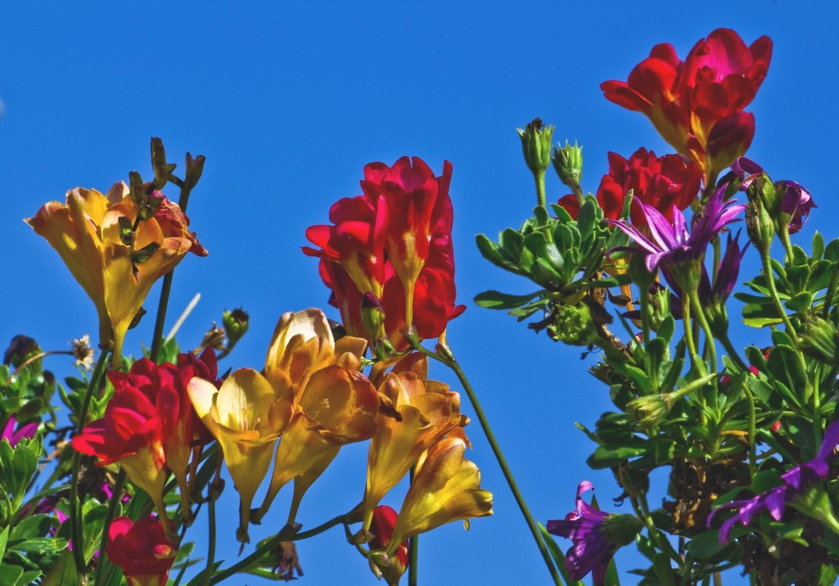flowers, inflorescence, flower, season, freesia, vulnerability, yellow, close-up, multi Colored, fragility, vibrant Color, flowerbed, beauty In Nature, HD Wallpaper
