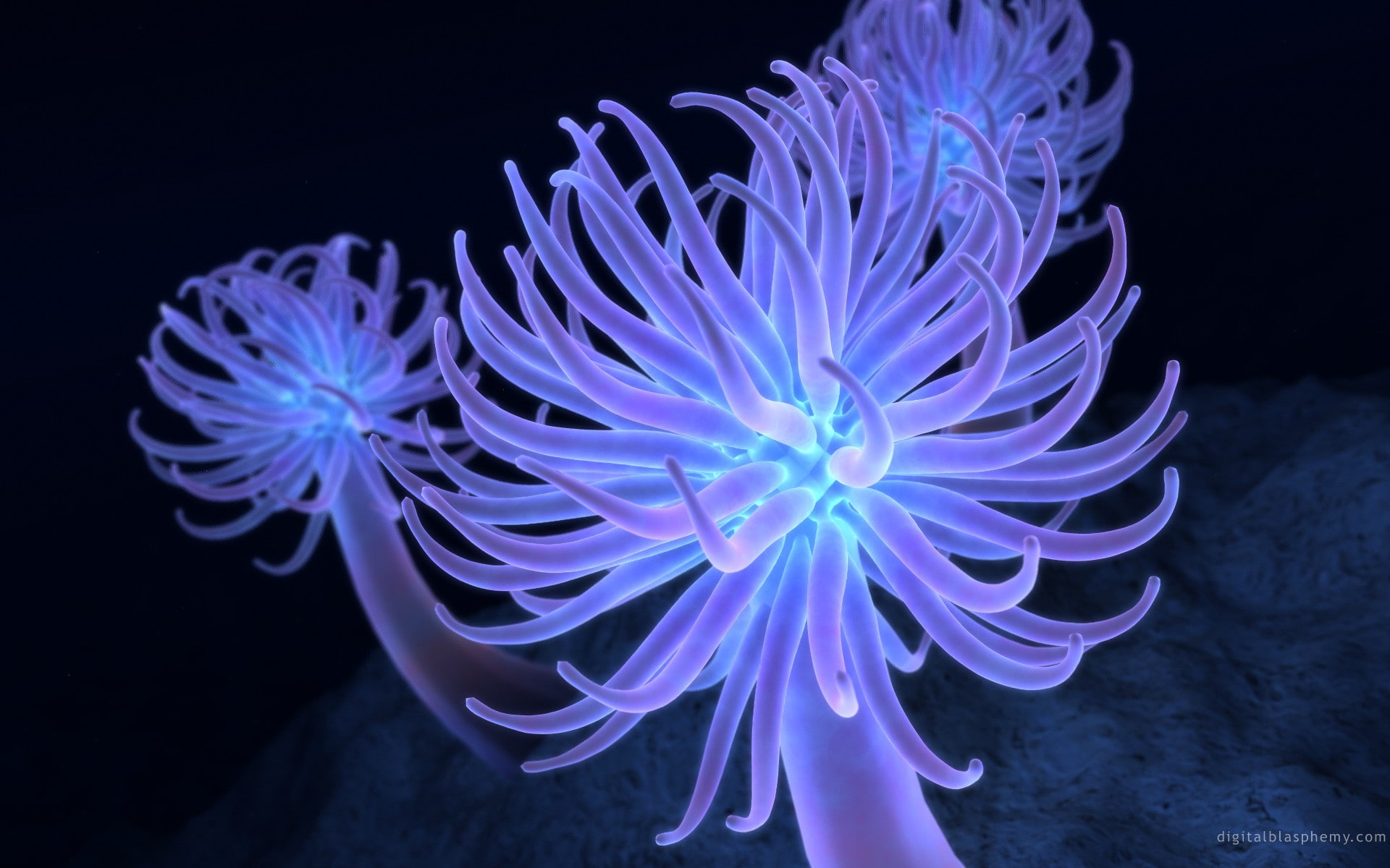 no people, black background, aquarium, animal themes, tank, sea, nature, sea anemone, undersea, marine, water, 1080P, animals in captivity, sea life, close-up, HD Wallpaper