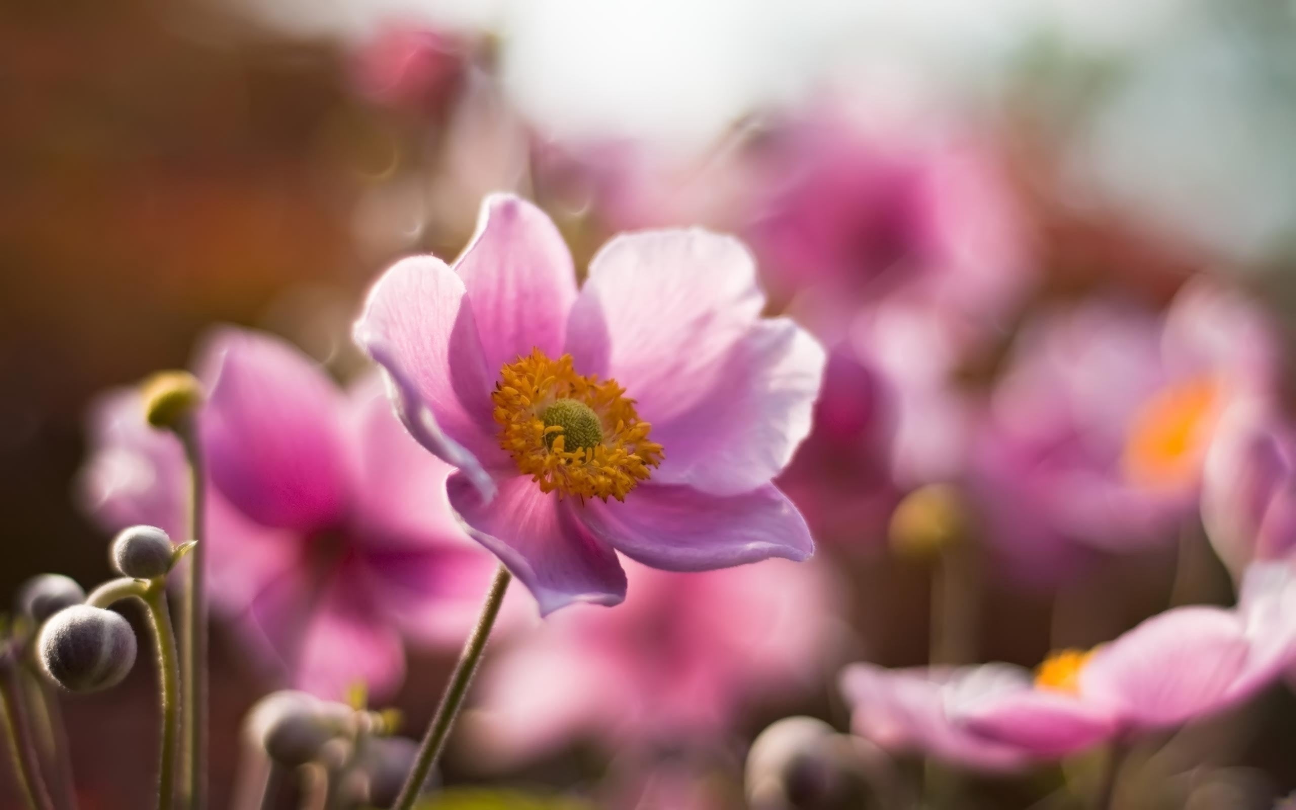 pink Color, green Color, no People, colors, purple, outdoors, springtime, flower, field, leaf, vulnerability, day, freshness, inflorescence, stem, anemone, HD Wallpaper