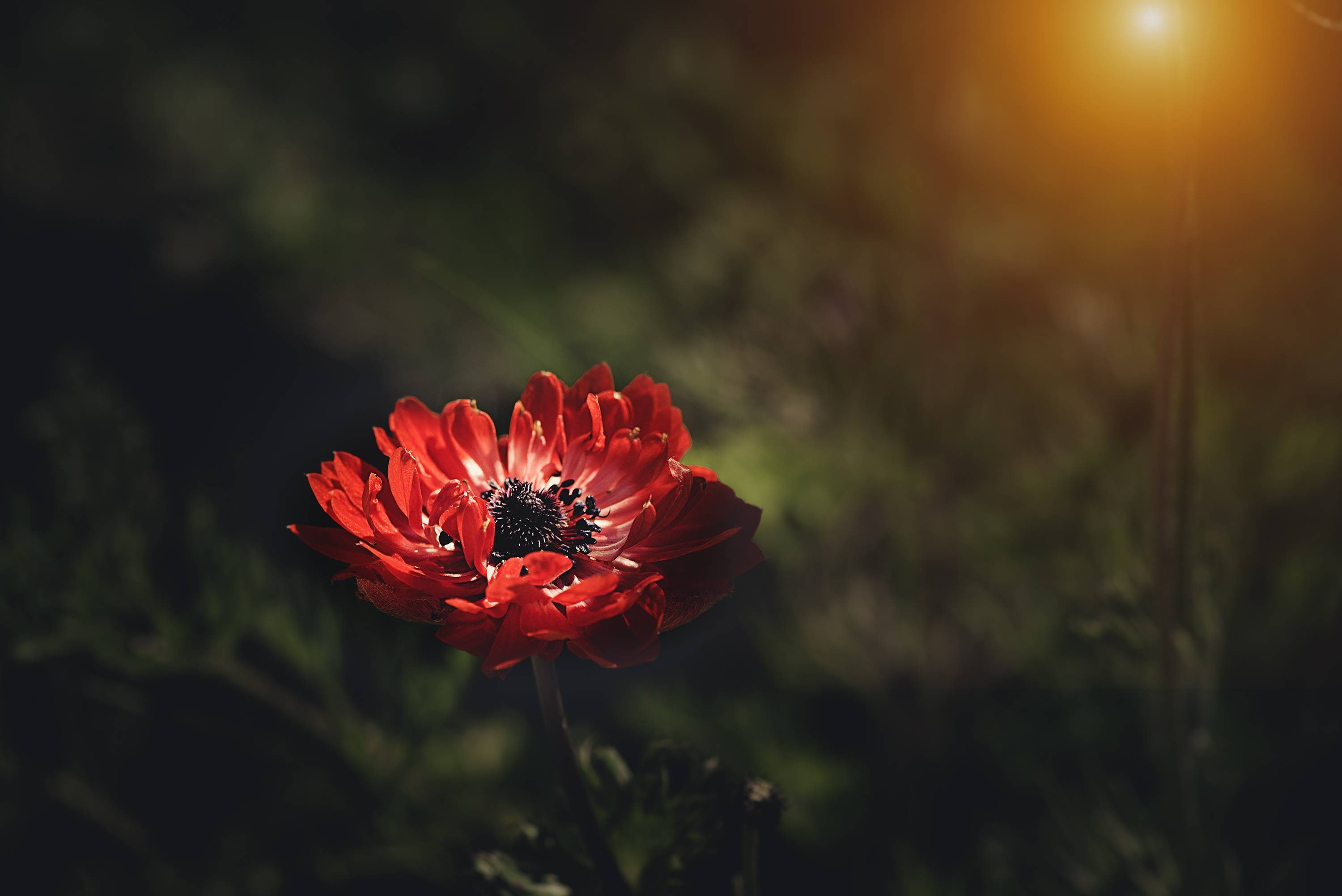 flower, anemone, blossom, 2K, red, HD Wallpaper