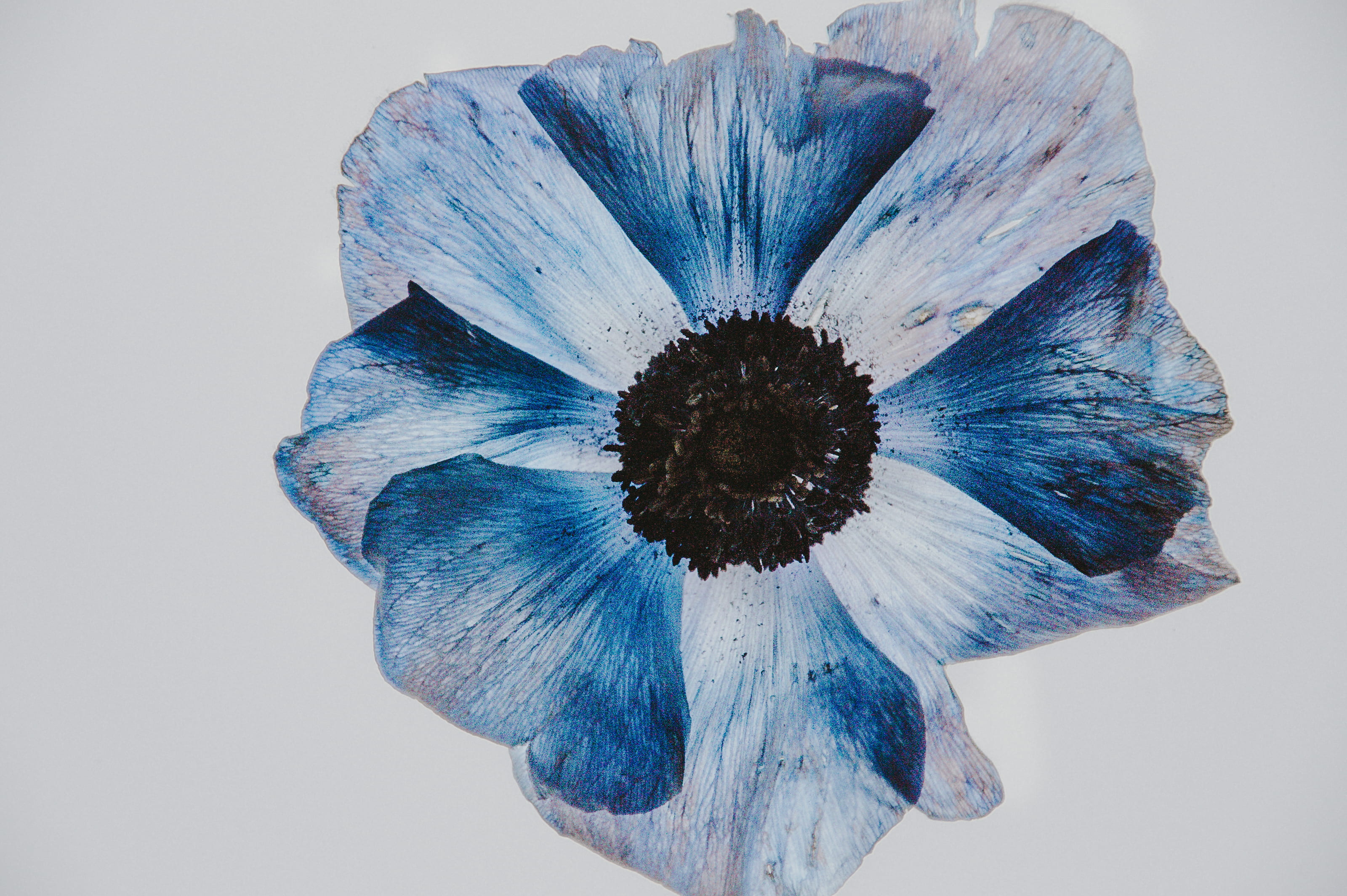blue, indoors, 2K, nature, close-up, lightbox, creativity, freshness, drawing, fragility, art, still life, paint, beauty in nature, black, white background, HD Wallpaper