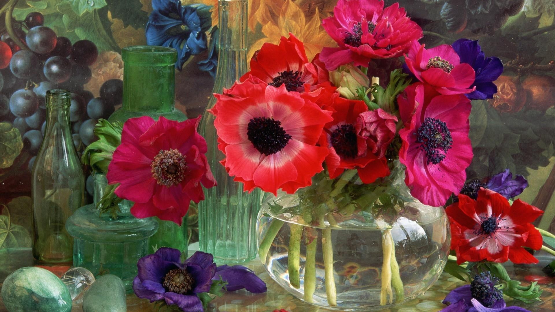 flower, backgrounds, flowers, desktop, anemones, 1080P, HD Wallpaper