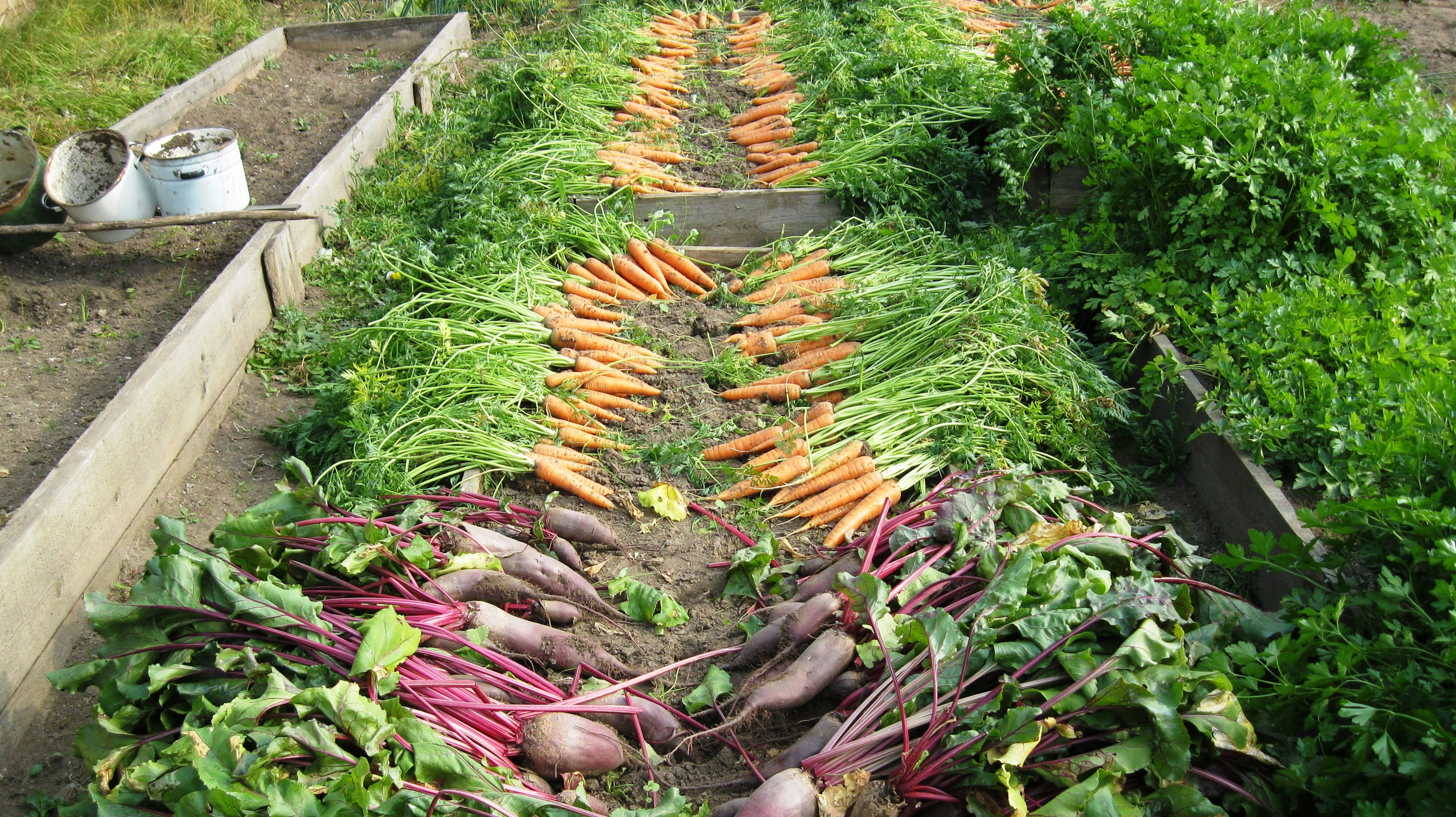 food, day, nature, healthy eating, ground, carrot, variation, vegetable, agriculture, plant, choice, elitexpo, green color, growth, large group of objects, HD Wallpaper
