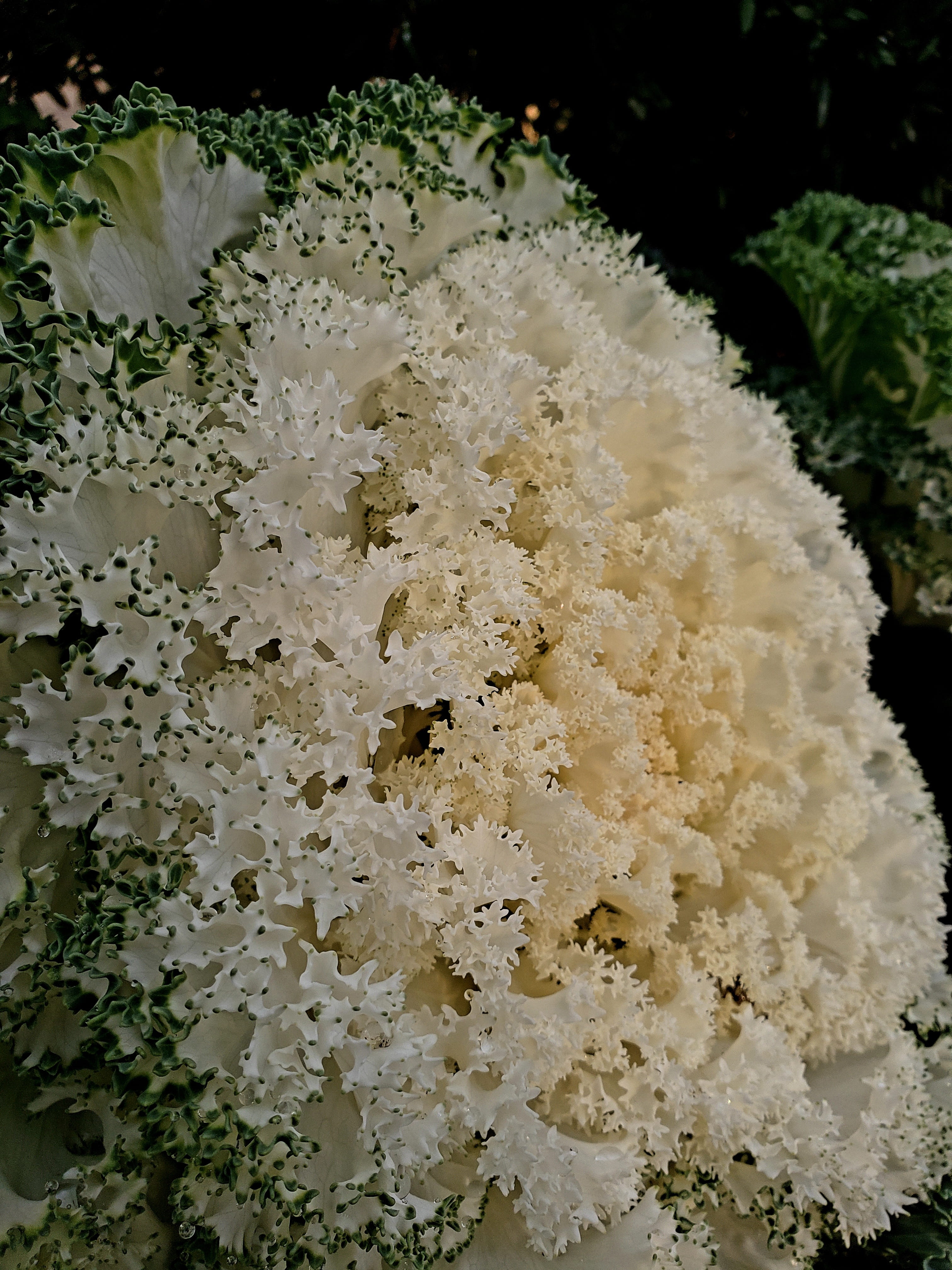 white color, softness, food, cauliflower, day, plant, white, flowering plant, beauty in nature, growth, petal, flower, pollen, freshness, fragility, vulnerability, Phone HD Wallpaper