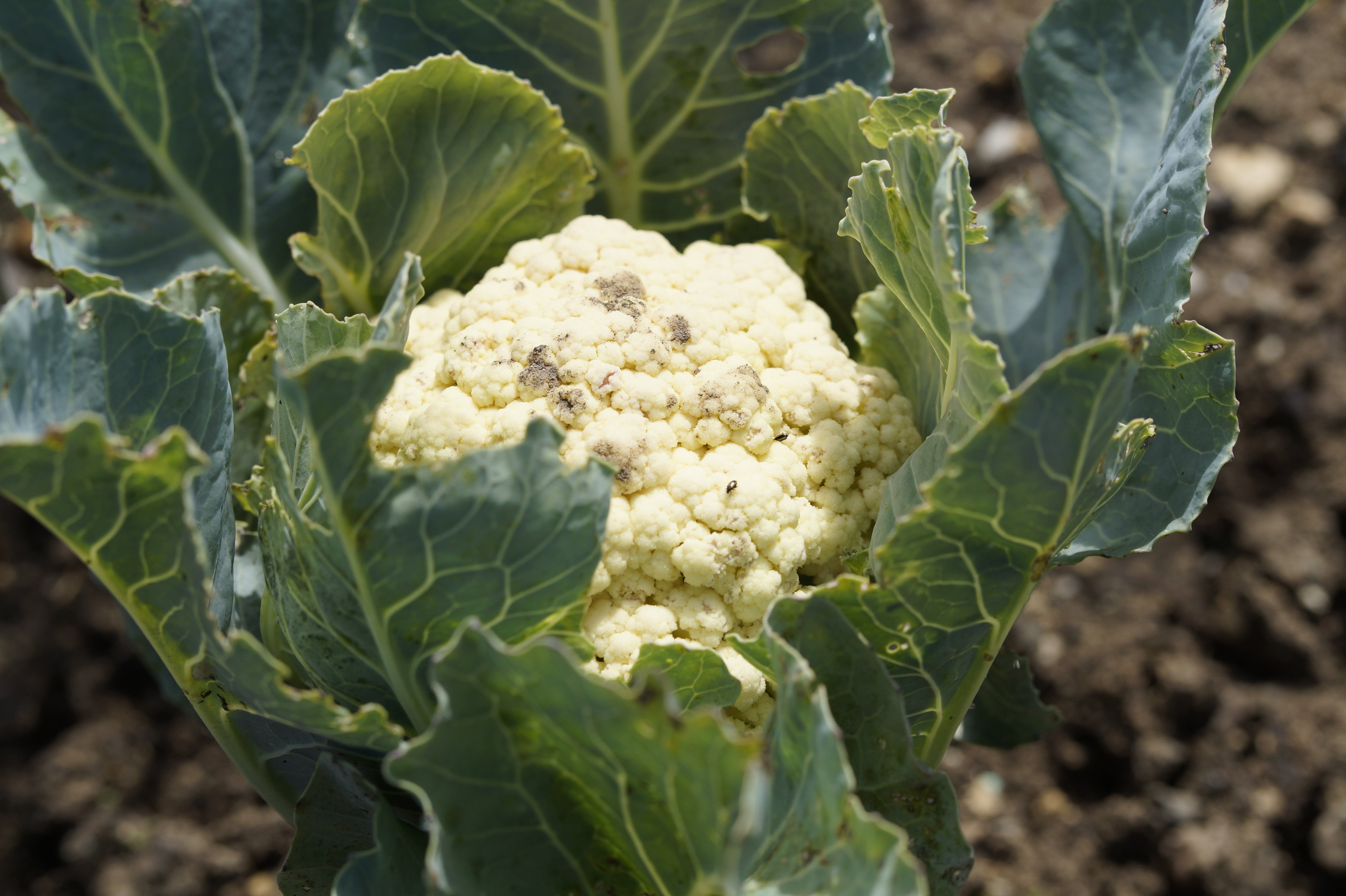 land, day, 5K, freshness, grow, plant part, vegetable garden, green color, frisch, growth, eat, nutrition, cauliflower, garden, wellbeing, agriculture, HD Wallpaper