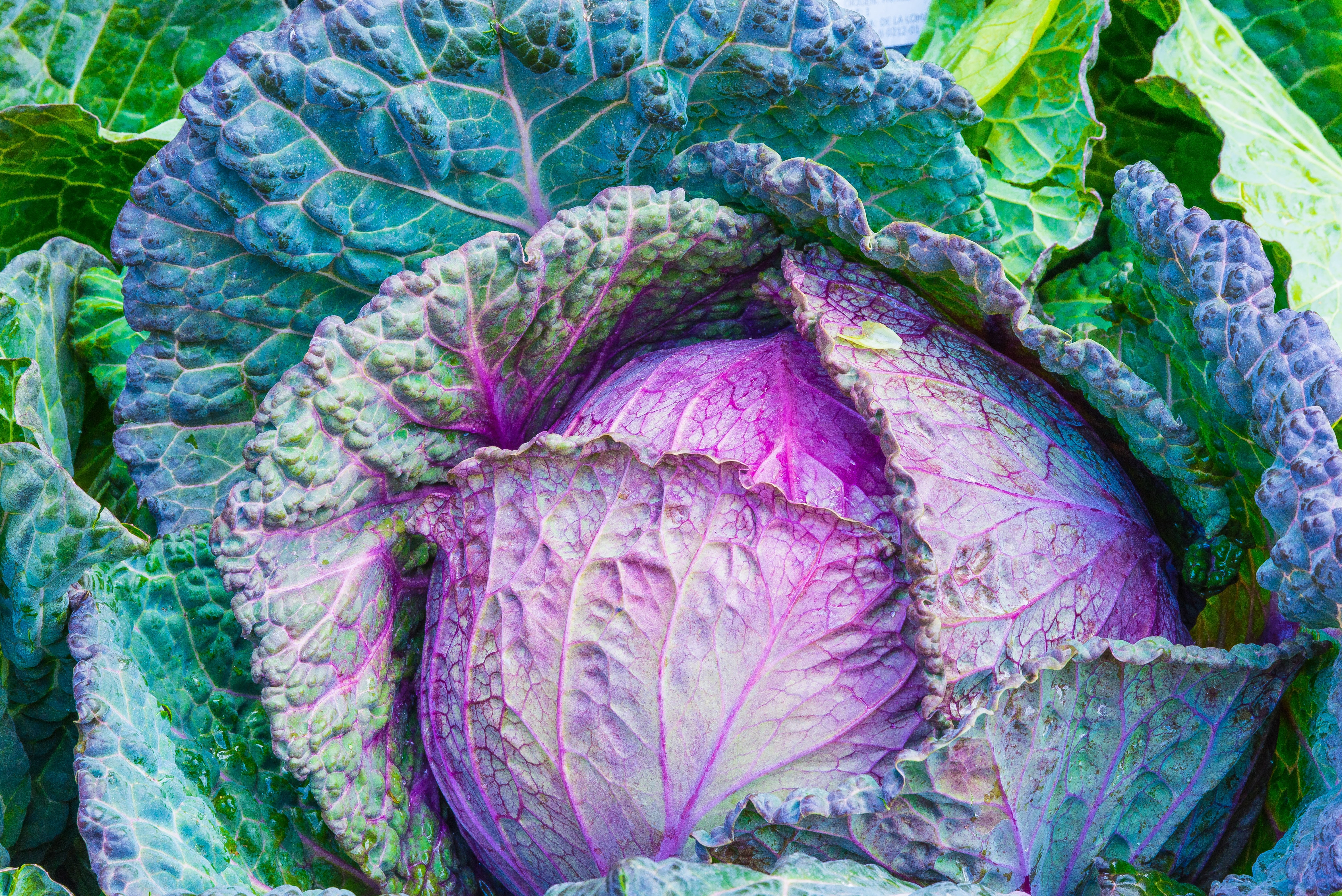food And Drink, growth, crop, vegetable, food, plant, high angle view, farm, outdoors, green Color, ripe, market, cauliflower, nature, no people, ingredient, HD Wallpaper