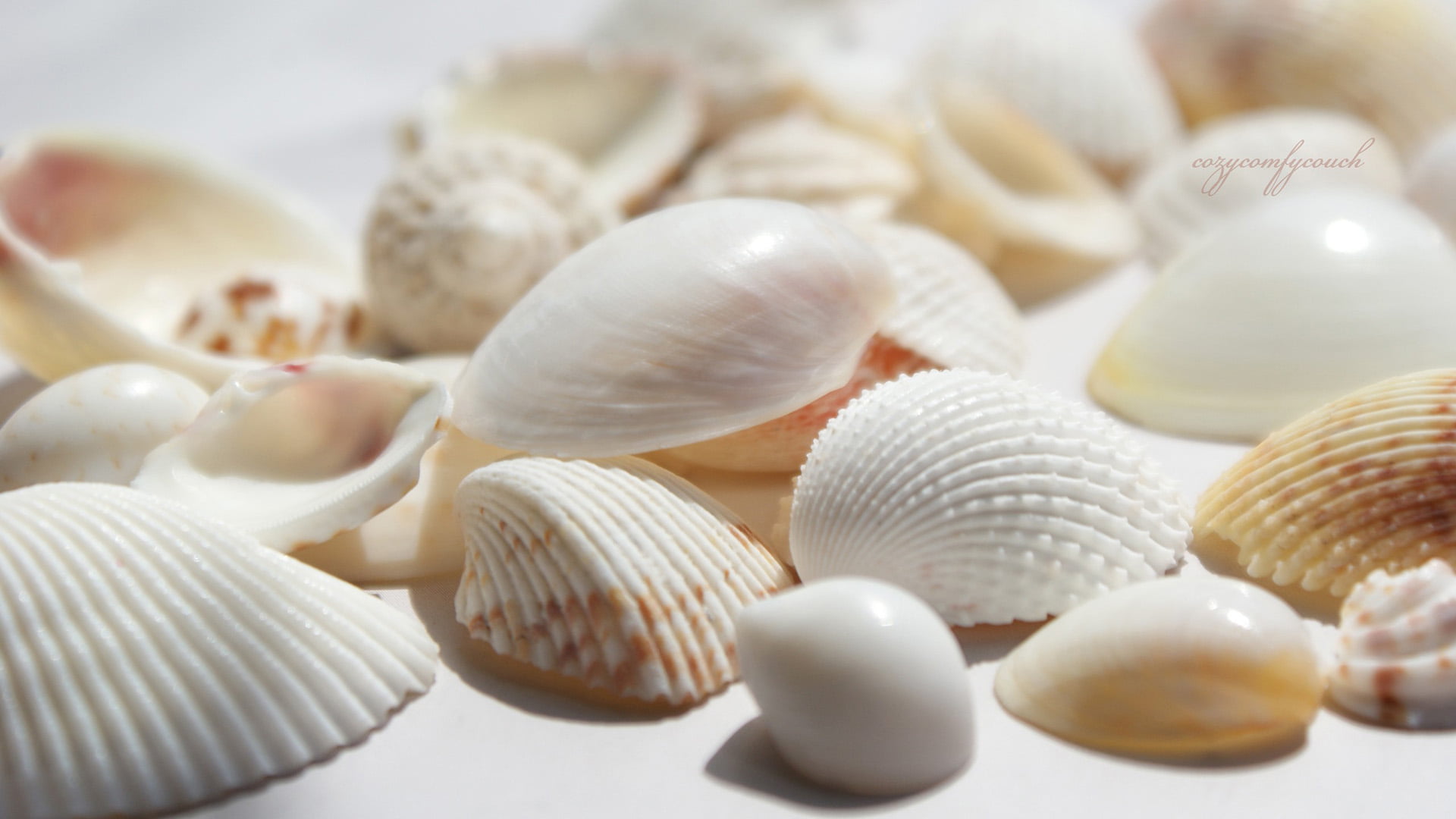 nature, healthy, 1080P, animal wildlife, gourmet, garlic, vegetable, organic, color, bulb, raw, choice, animal shell, close, fruit, nut, food and drink, HD Wallpaper