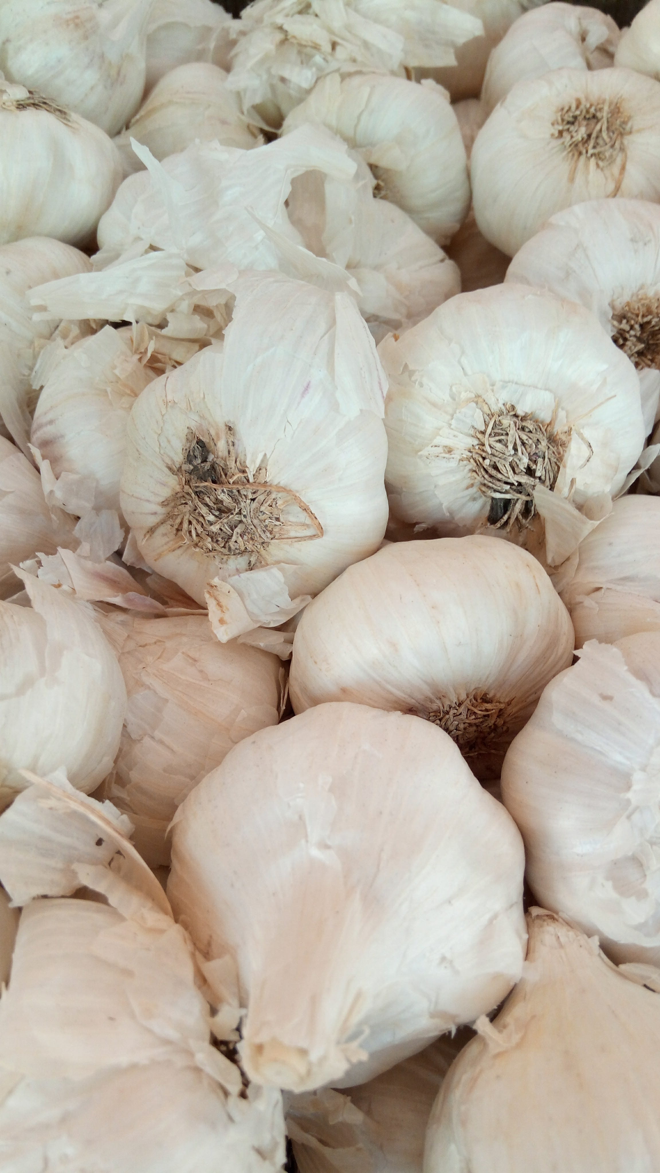white color, india, ingredient, garlic, vegitable, harisphoto, still life, healthy eating, 4K, wellbeing, food, kizhuparamba, garlicphoto, hariswebdesign, Phone HD Wallpaper