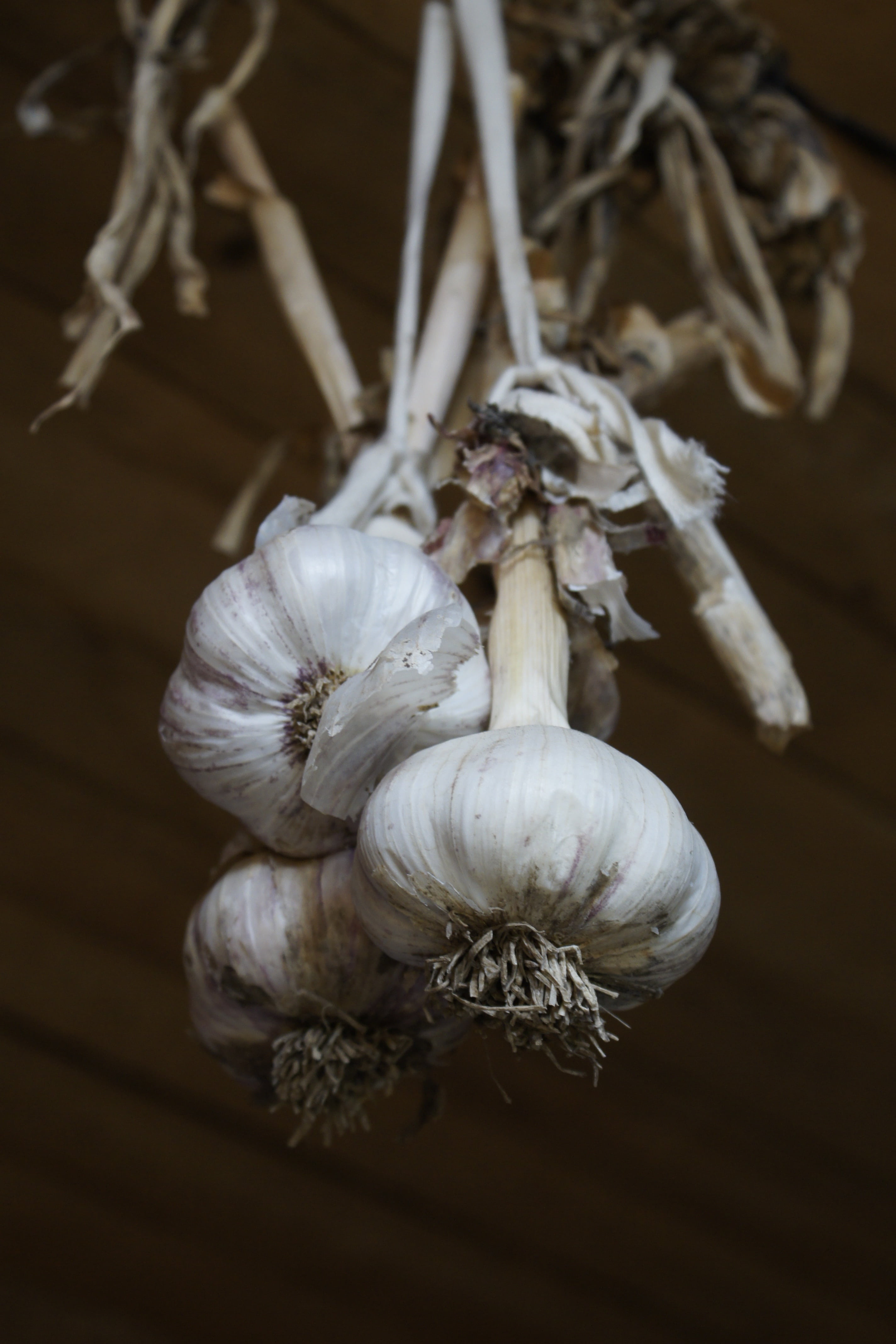 white color, garlic bulb, freshness, health, food and drink, fast, still life, ingredient, appetizer, preparation, selective focus, dry, garlic, kitchen, Phone HD Wallpaper