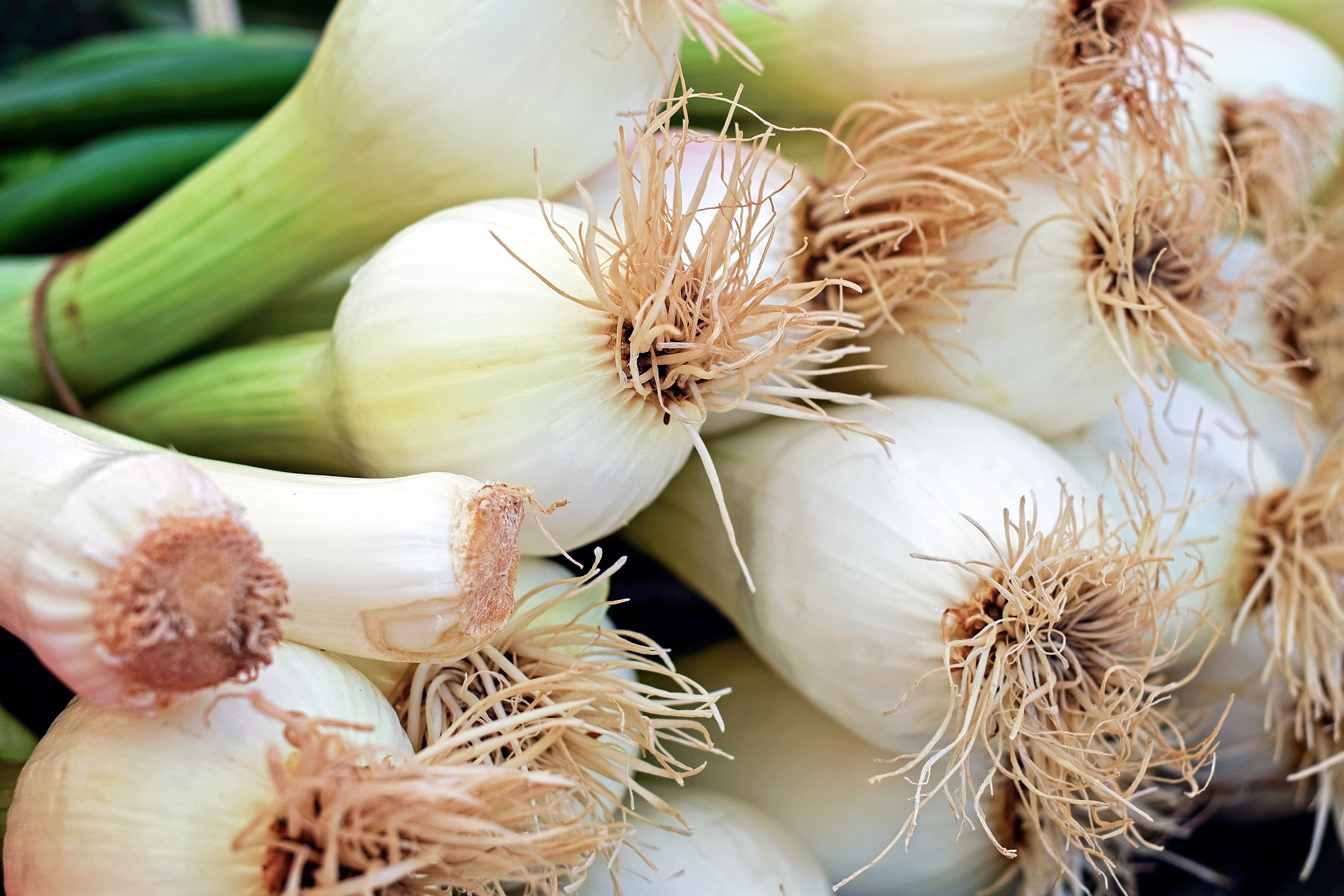 organic, white color, garlic, healthy Eating, no people, ingredient, wellbeing, early onion, vegetable, group of objects, garlic bulb, close-up, onion, HD Wallpaper