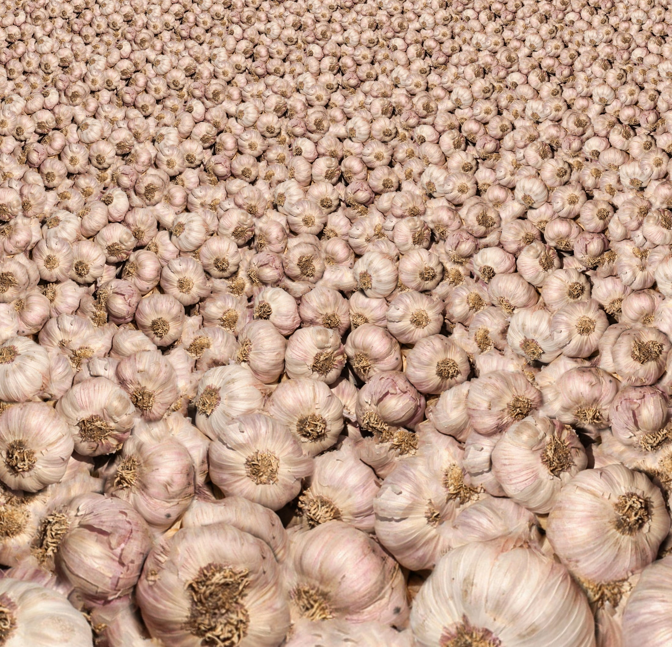 still life, vegetable, backgrounds, healthy eating, whole, taste, raw garlic, plant, pungent, cooking, bulbs, ingredient, wellbeing, freshness, ripe, peel, HD Wallpaper