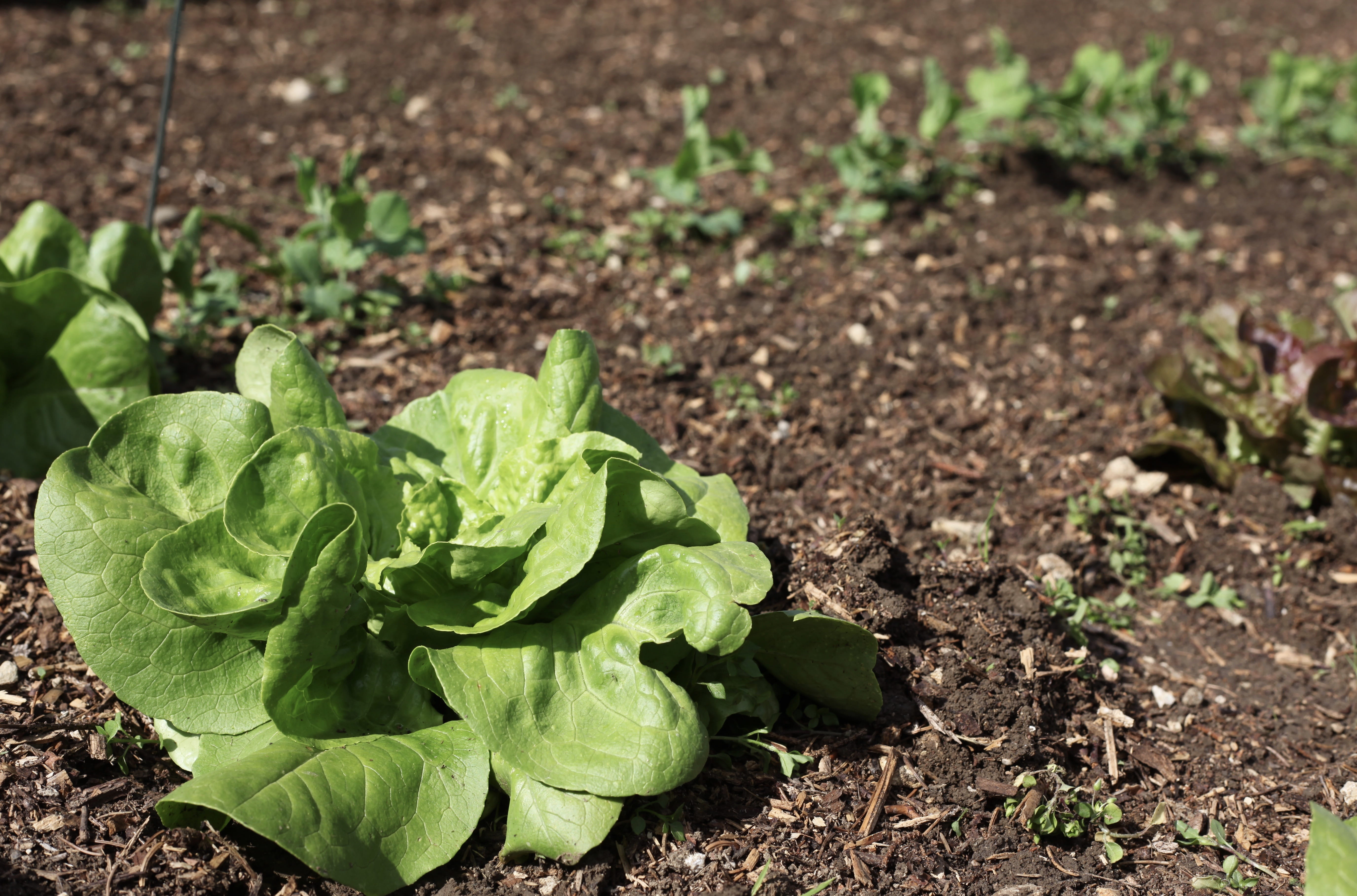 food, day, plant part, garden, bed of salad, leaf lettuce, freshness, leaf, bed, vegetables, dirt, outdoors, lettuce, land, 5K, nature, gardeners, high angle view, HD Wallpaper