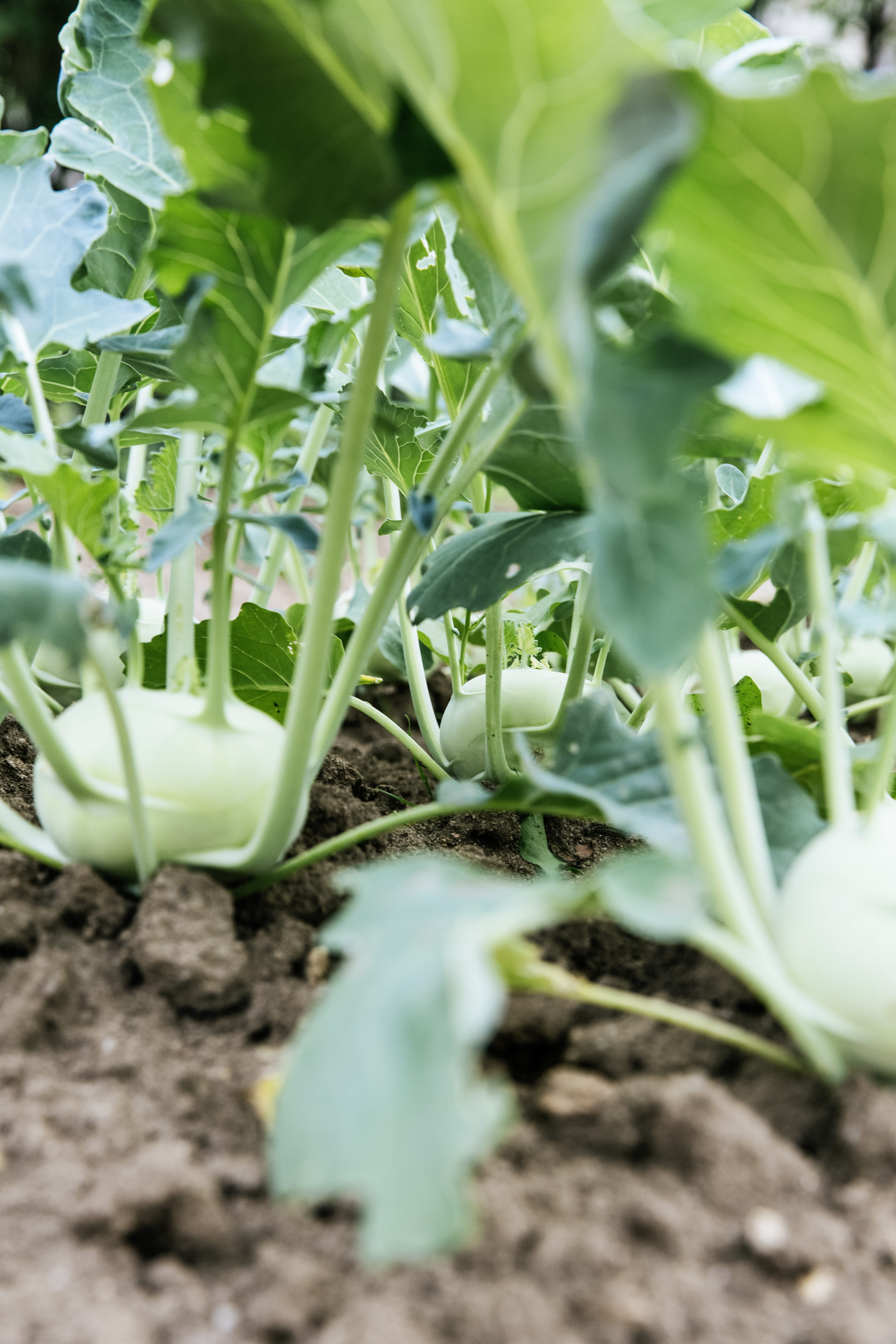 dirt, green, fresh, self catering, green color, food, no people, leaf, rearing, freshness, selective focus, garden, vegetable garden, close up, beginnings, Phone HD Wallpaper
