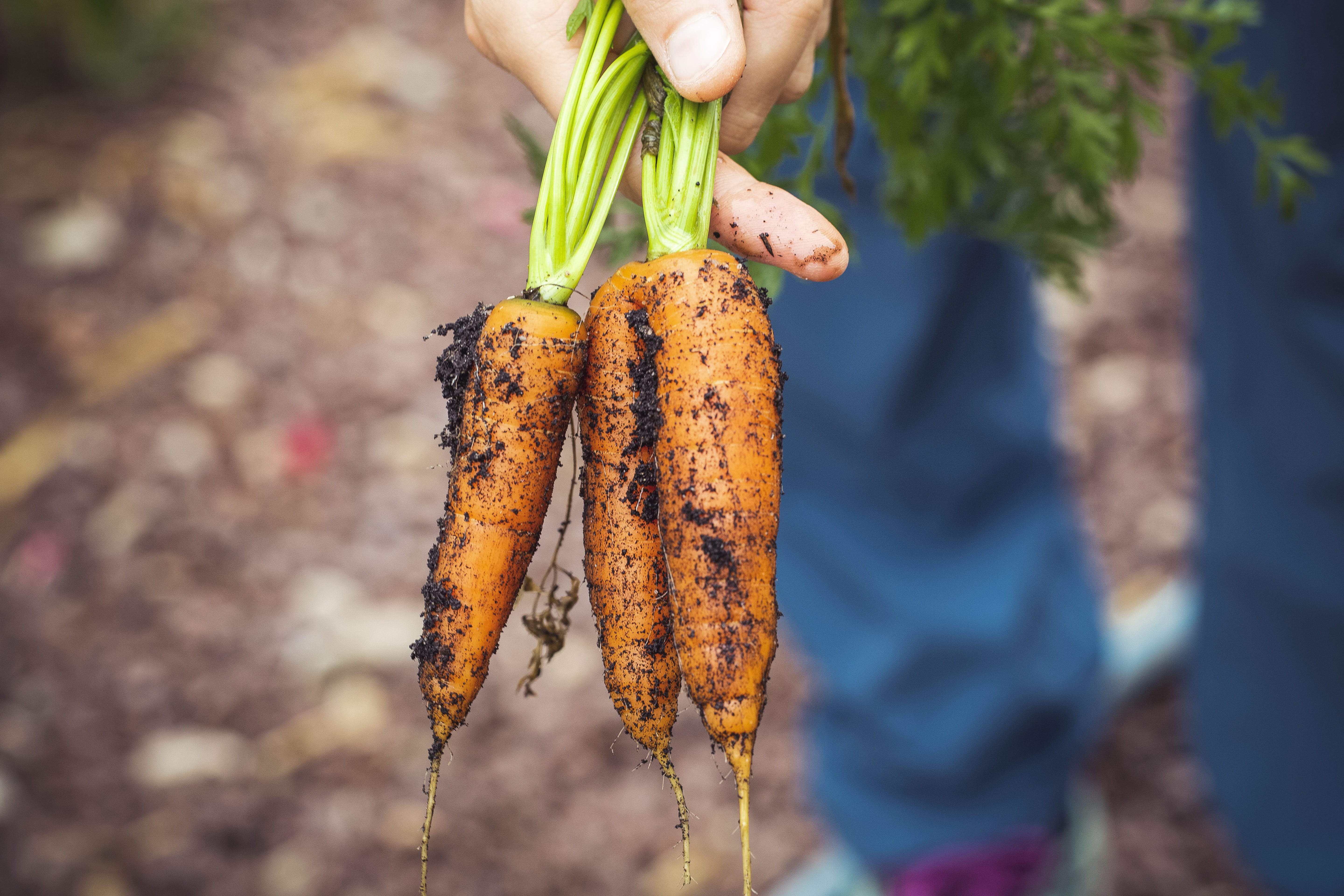 vitamins, root vegetable, one person, vegetables, freshness, ingredients, hand, vegan, carrot, kitchen, holding, carrots, day, healthy eating, bio, harvest, HD Wallpaper