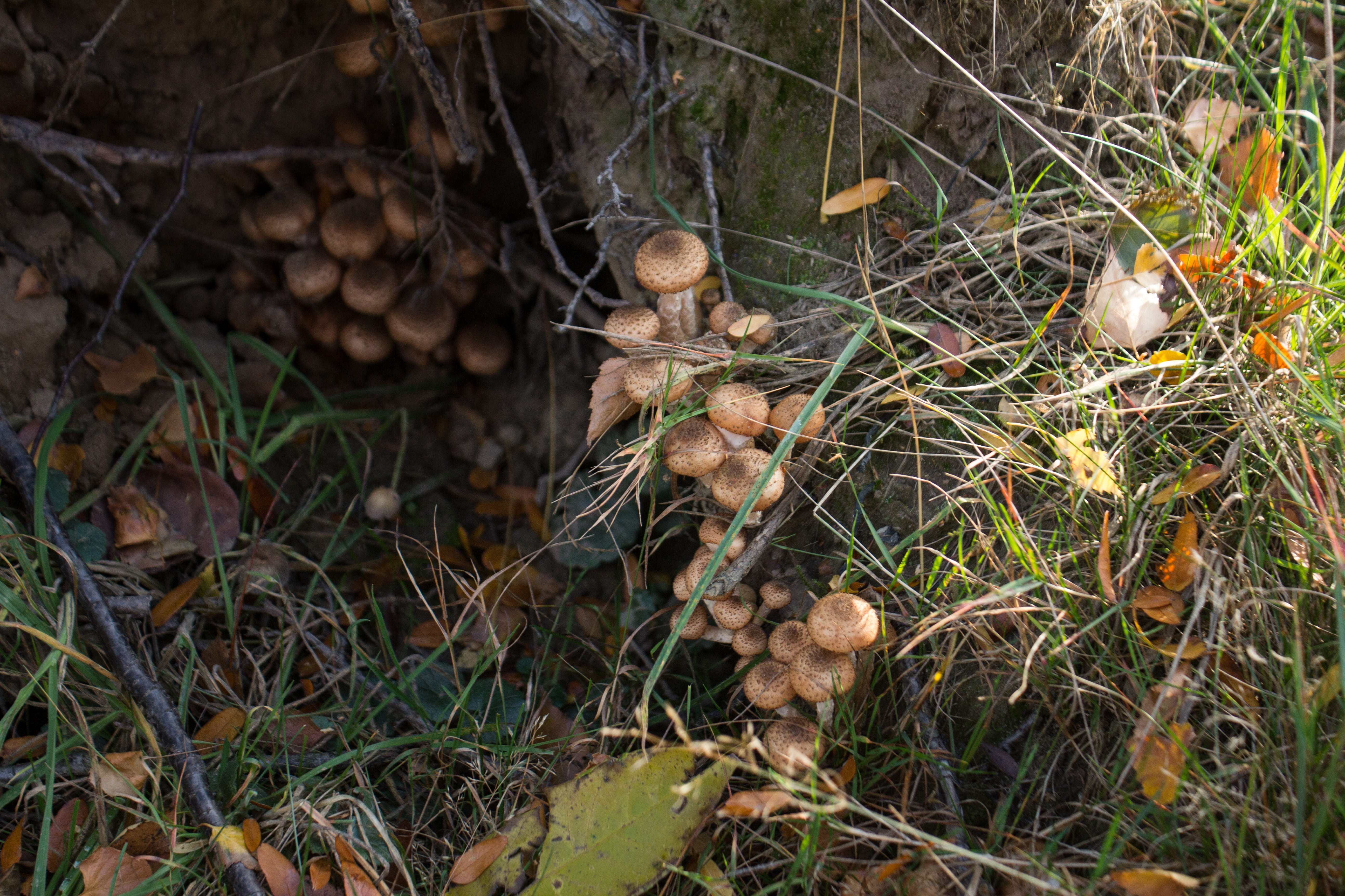 tree stump, growth, food and drink, 5K, tree, vegetable, outdoors, mushroom, day, walk in the forest, nature, collect, autumn, leaf, force of nature, mushrooming, HD Wallpaper