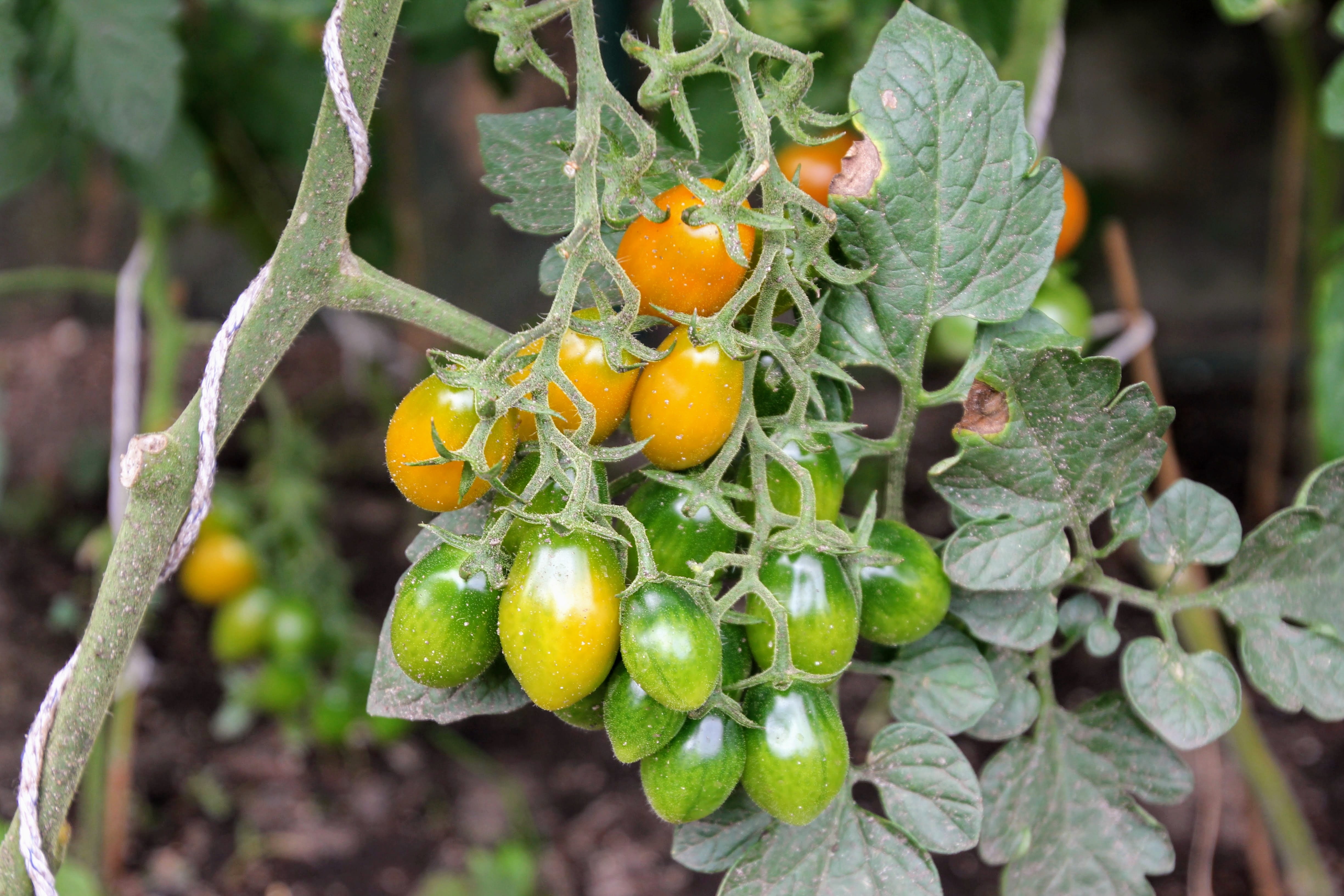 plant part, day, nachtschattengewächs, tomato plant, focus on foreground, cultivation, food, freshness, garden, hanging, bush tomatoes, no people, plantation, HD Wallpaper