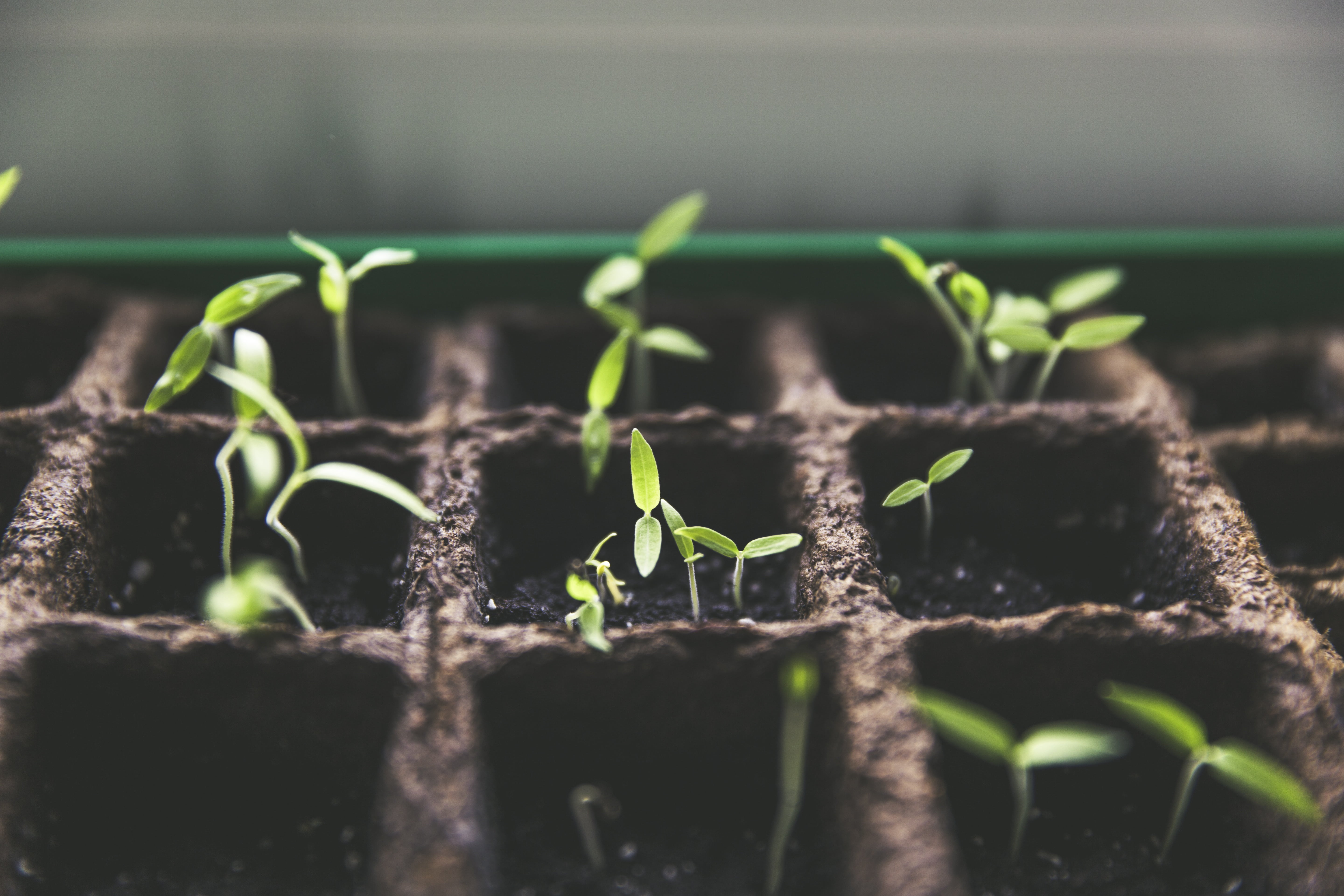 selective focus, animal wildlife, cultivation, new life, urban gardening, 5K, sprout, planting, seedling, day, garden, insect, tomato fruit, agriculture, HD Wallpaper