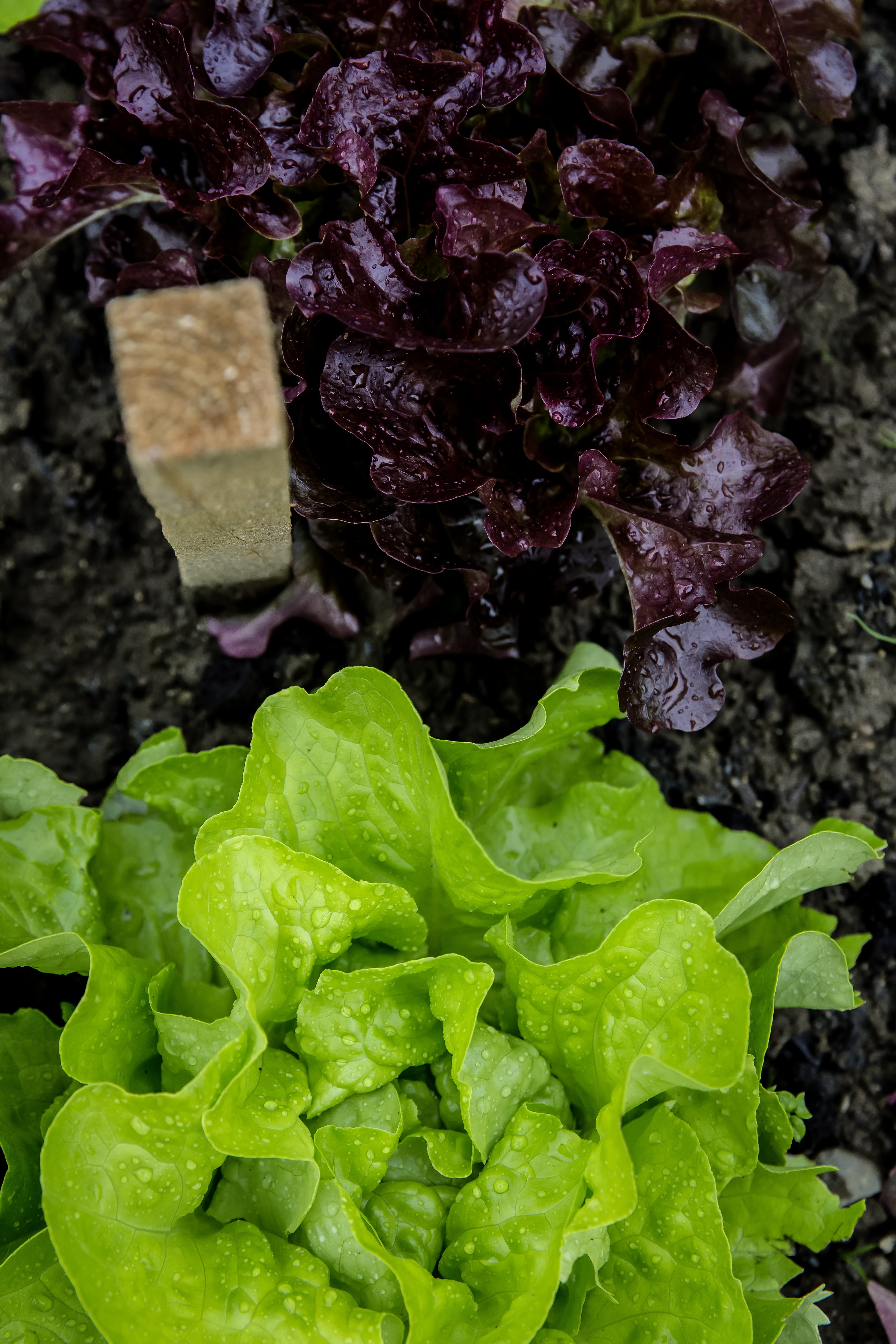 plant, self catering, vitamins, leaf, close-up, bed, vegetarian food, day, urban gardening, raw food, purple, leaf vegetable, raised bed, nature, vegetable, Phone HD Wallpaper