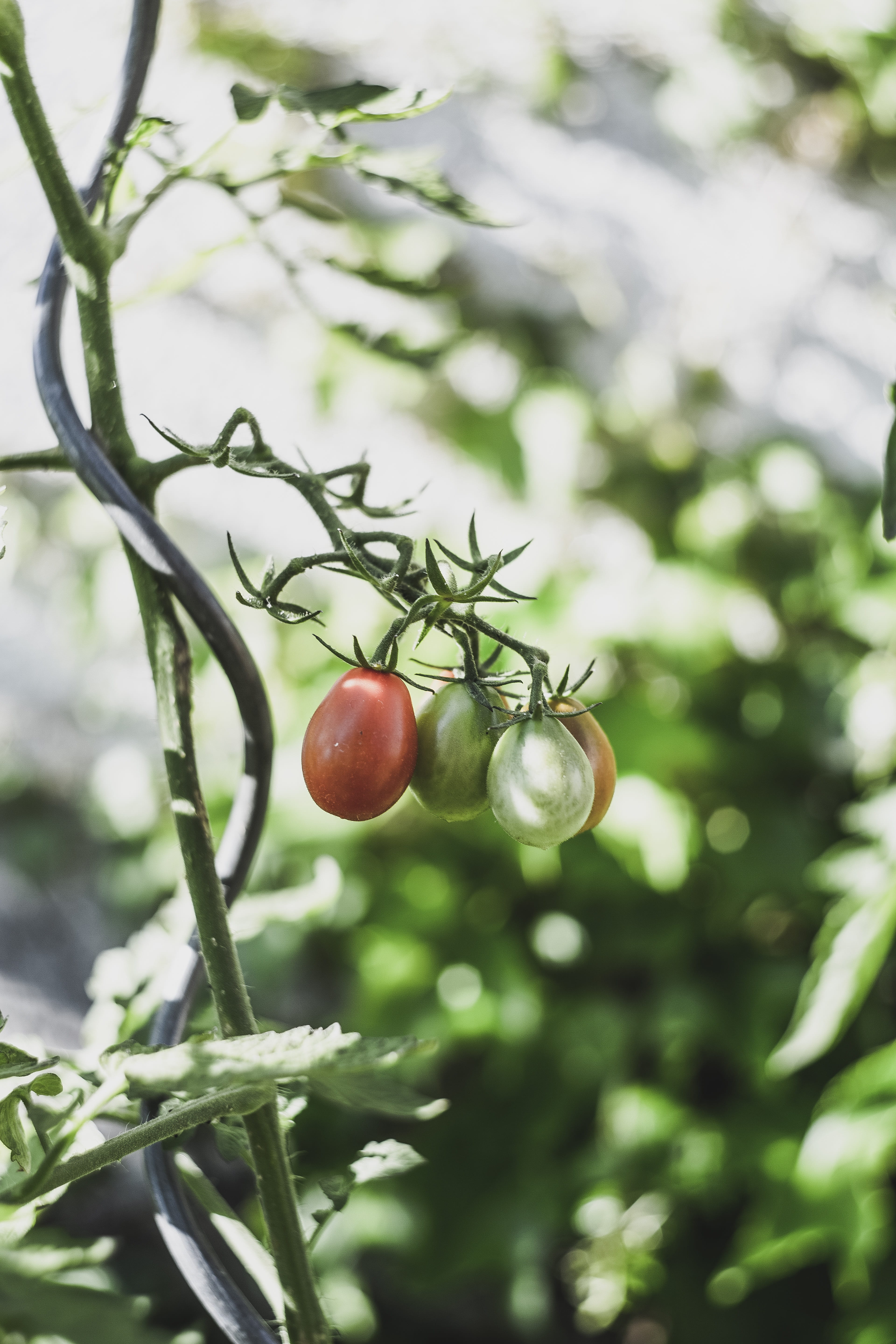 selective focus, tomatenrispe, tree, green color, fruit, 5K, ripe, food and drink, self-supply, outdoors, bush tomato, freshness, green, garden, tomatoes, Phone HD Wallpaper
