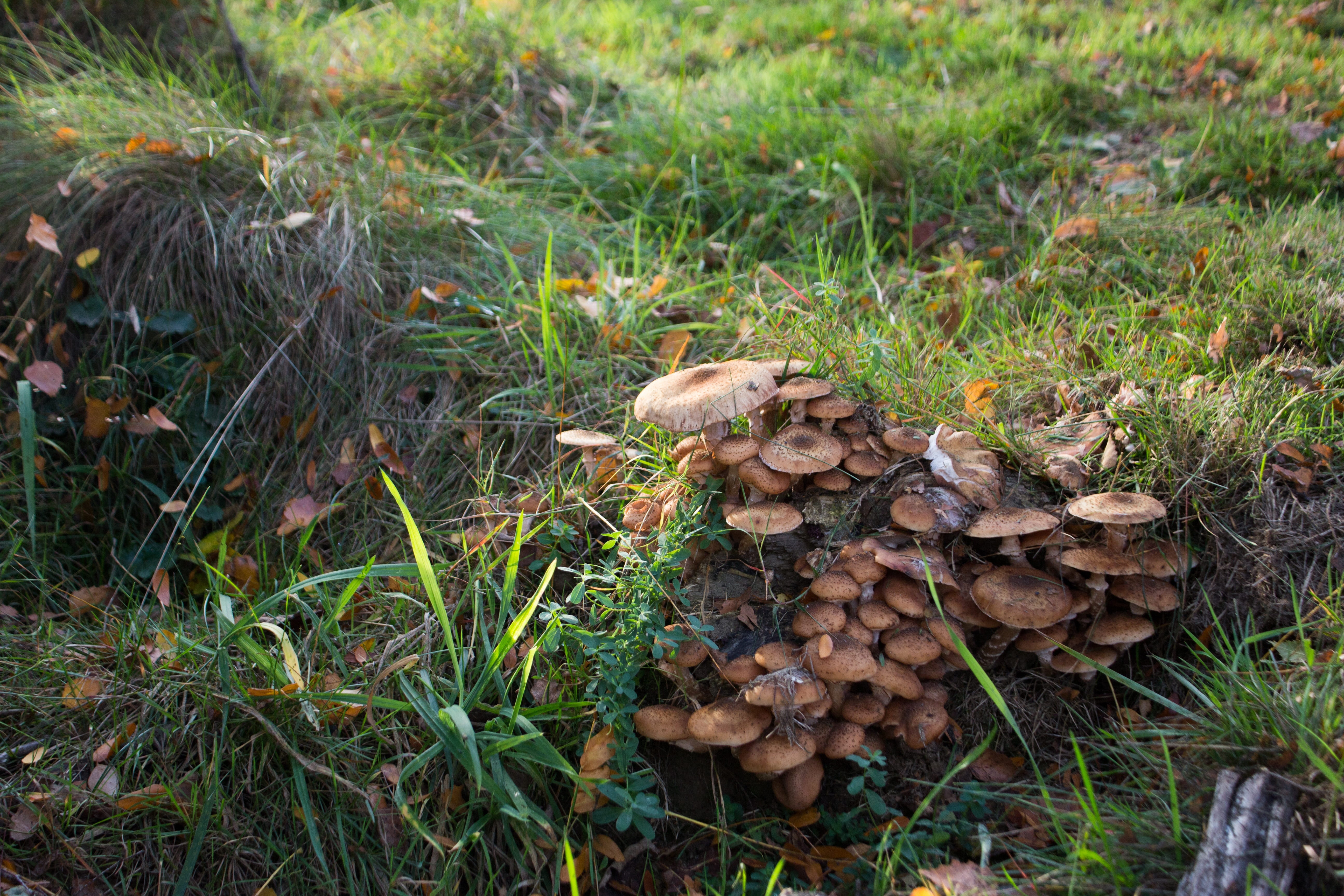 edible mushroom, hiking, mushrooming, food and drink, day, mystical, beauty in nature, freshness, walk in the forest, grass, autumn, rush, forest, nature, HD Wallpaper