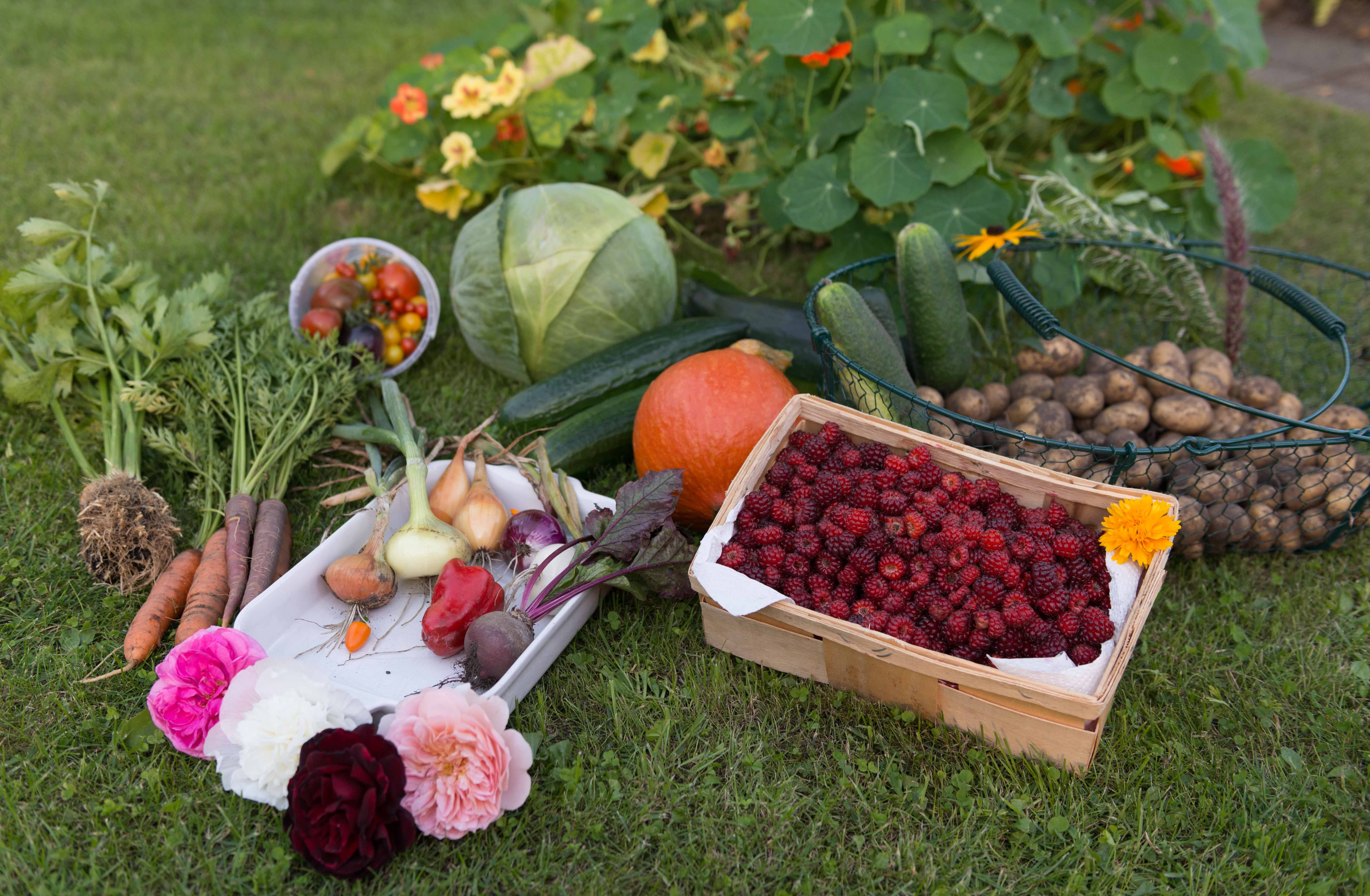 potatoes, raspberries, vegetables, cucumber, fruit, no people, celery, kohl, food and drink, self catering, outdoors, growth, vegetable garden, nature, HD Wallpaper