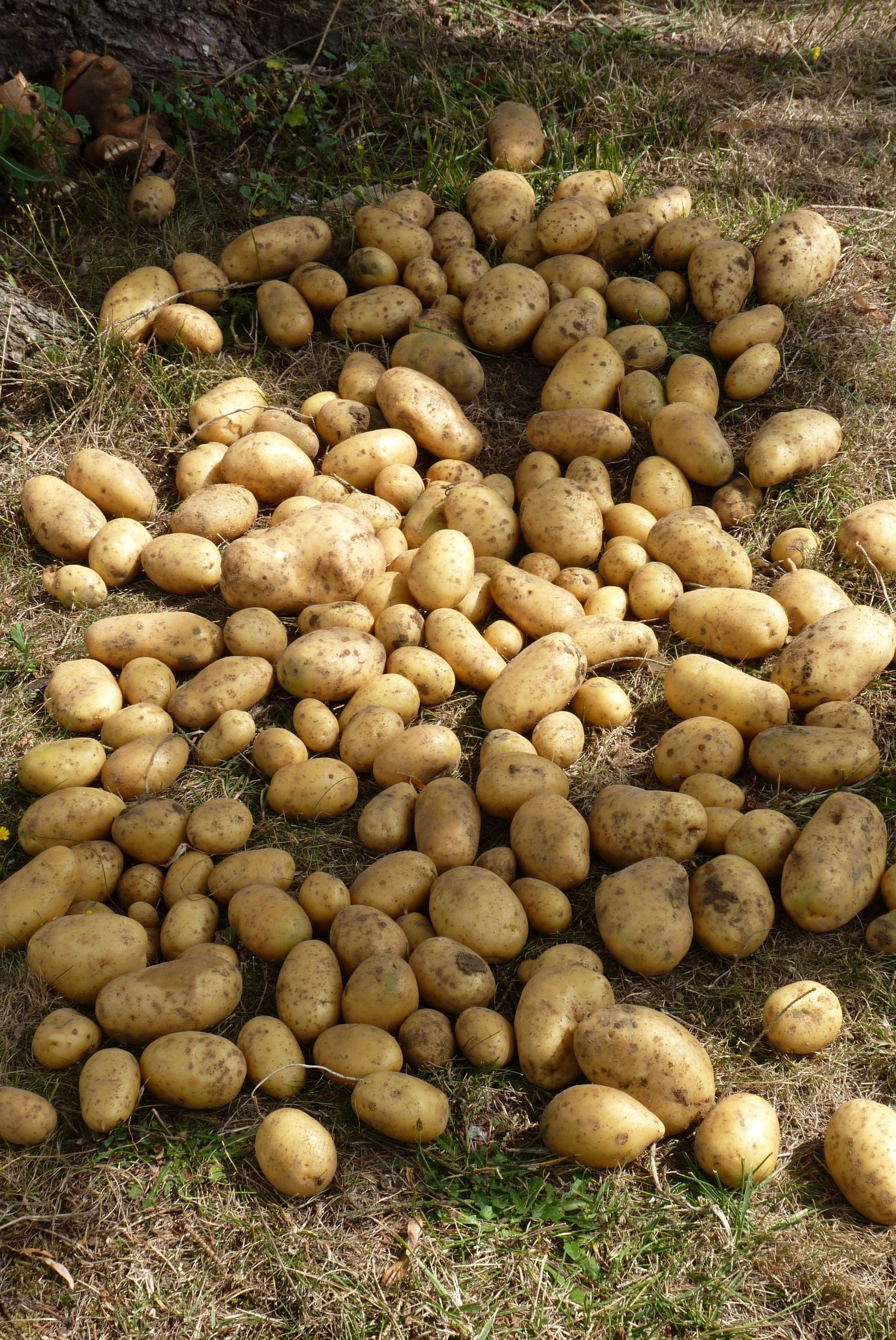 2K, brown, close-up, nature, freshness, wellbeing, large group of objects, abundance, for sale, no people, vegetable, food and drink, collection, outdoors, Phone HD Wallpaper