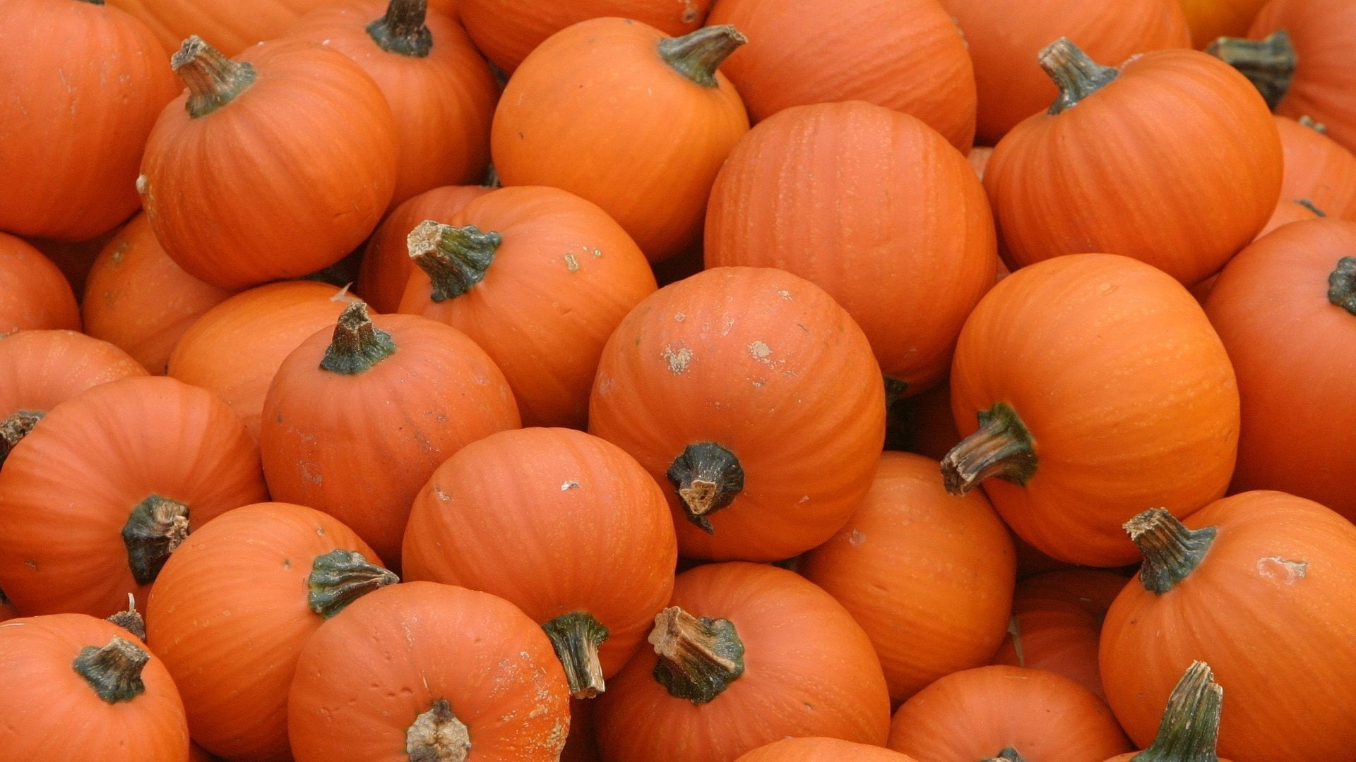 dessert, sweet, food, 1080P, delicious, cake, pumpkin, HD Wallpaper