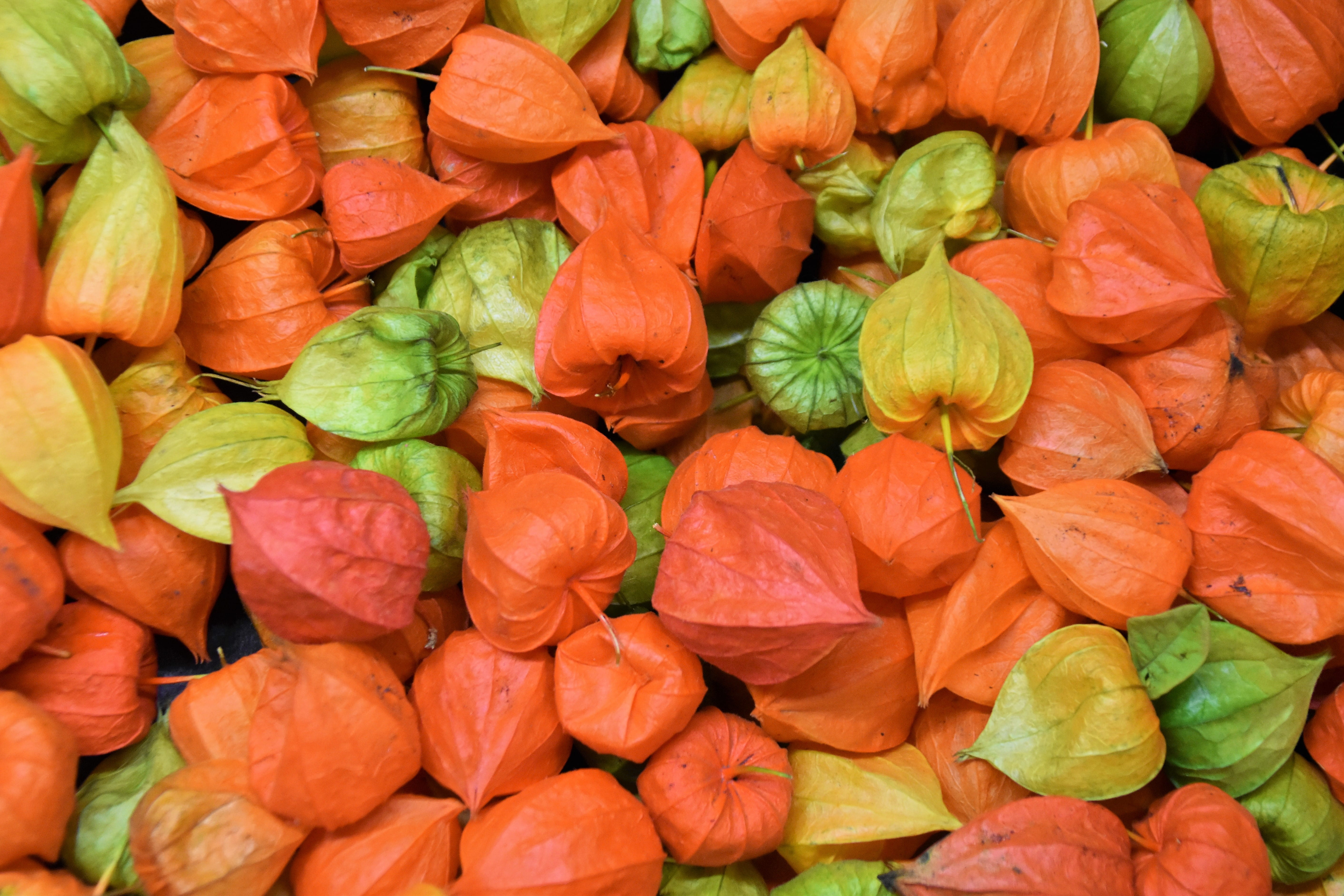 produce, backgrounds, no people, full frame, candy, leaf, plant part, pepper, bunch, 5K, elmshorn, leaves, food and drink, squash, physsalis, wellbeing, HD Wallpaper