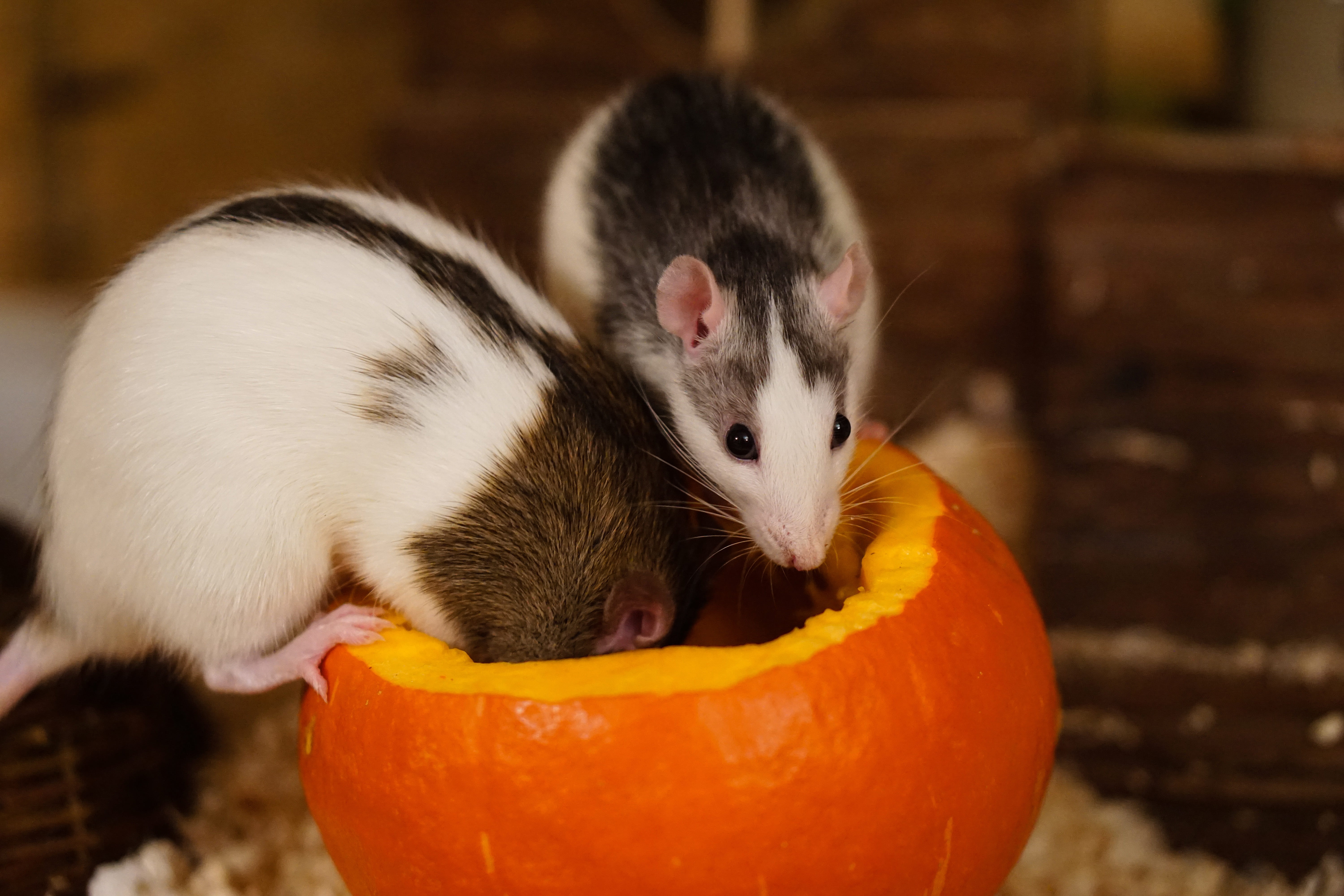 delicious, eat, dear, mice, 5K, close-up, cute, drinking, smart, white, animal body part, orange, pumpkin, animal themes, small, nager, rodent, animal wildlife, HD Wallpaper