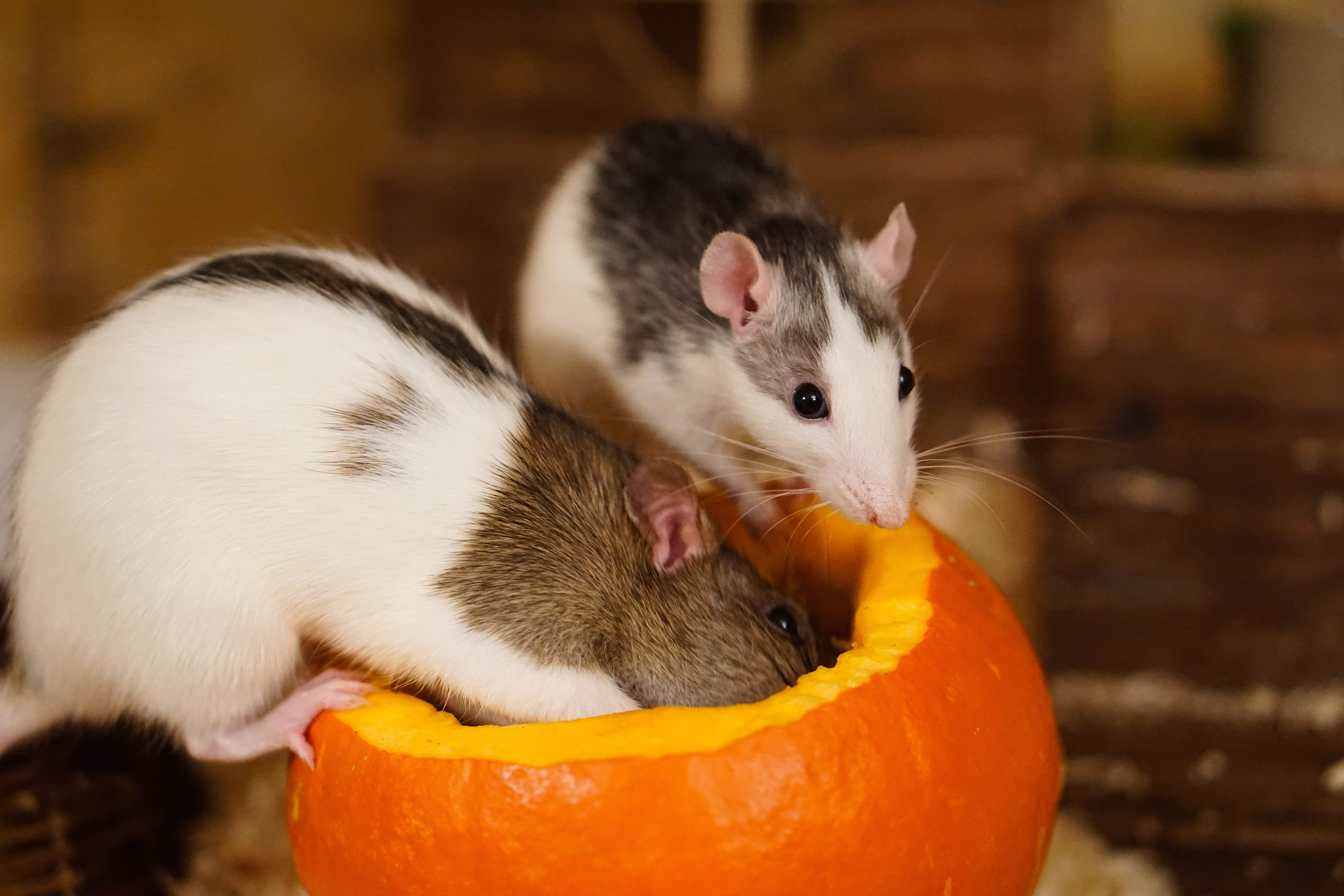 eat, mammal, young animal, food and drink, domestic Animals, healthy eating, Smart, halloween, husky, Rat, eating, Color, food, domestic, pet, delicious, HD Wallpaper