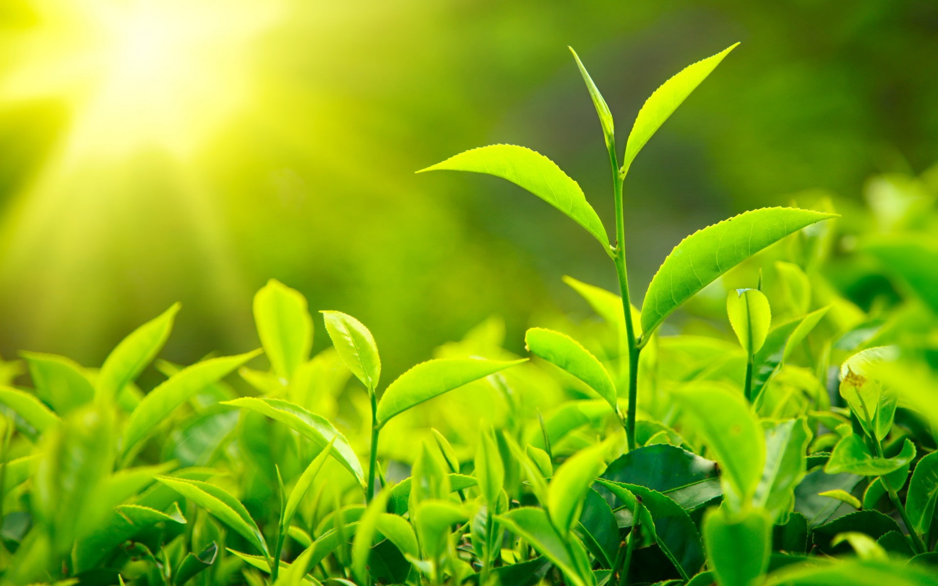 blade of grass, close-up, land, foliage, no people, agriculture, 1080P, outdoors, sunlight, tranquility, grass, leaf, day, plant, green color, nature, HD Wallpaper