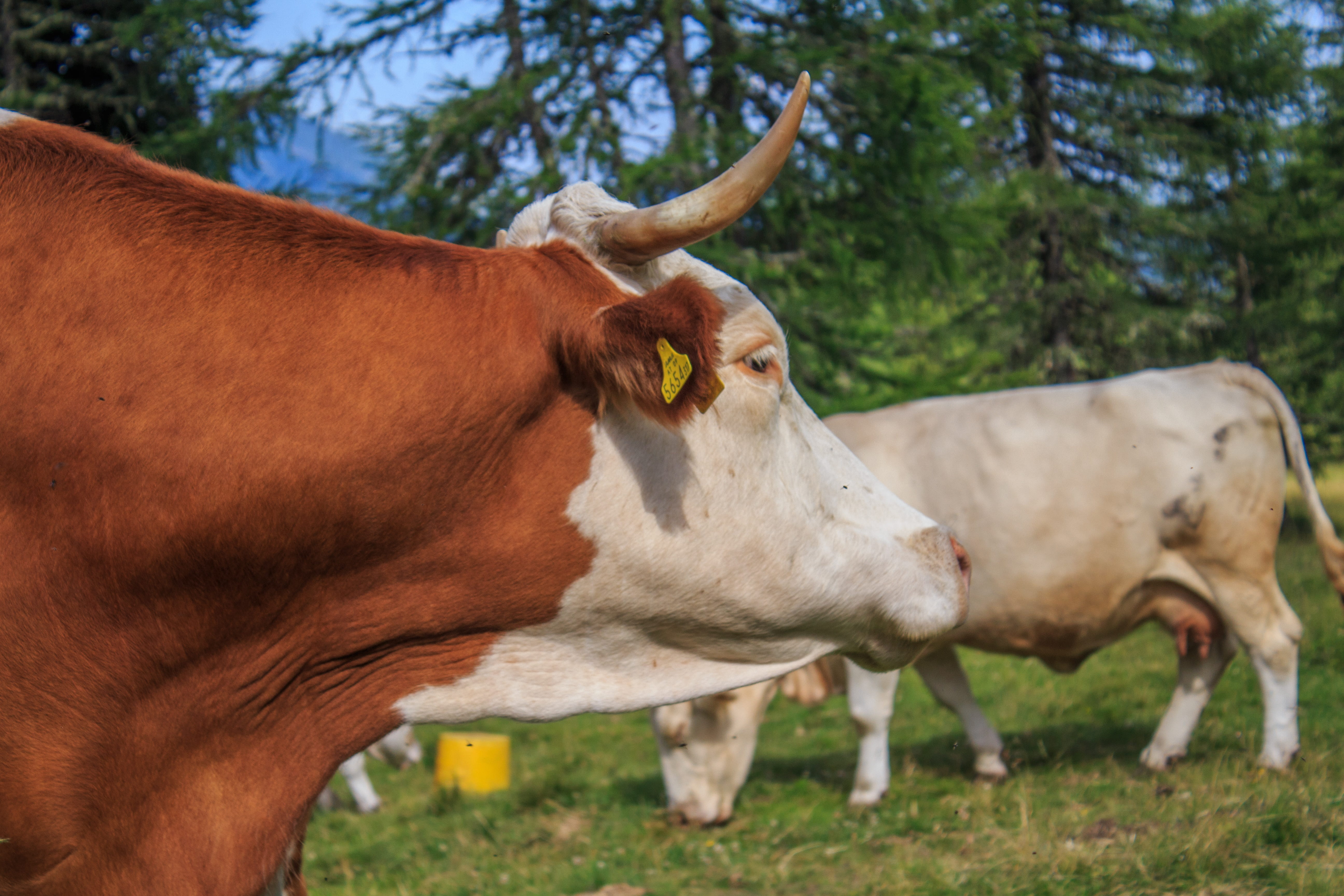 plant, cow, grass, vertebrate, mountains, animal family, cows, mammal, weidetier, beef, austria, outdoors, no people, domestic, carinthia, alm, alpine, HD Wallpaper