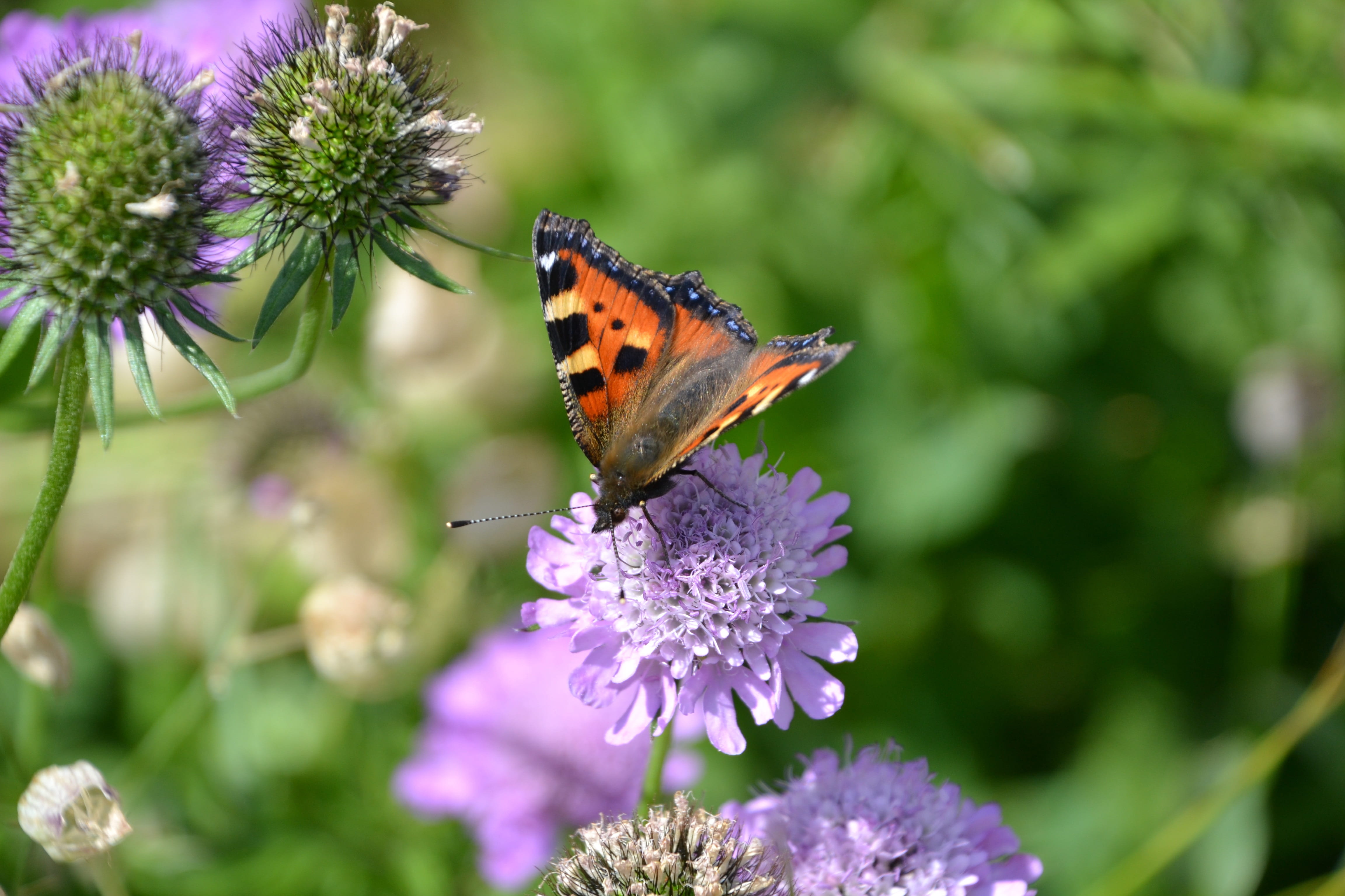 pollination, petal, lavender, flowering plant, 4K, animal, animal wing, animal wildlife, insect, Grossglockner, flower head, fragility, outdoors, growth, HD Wallpaper