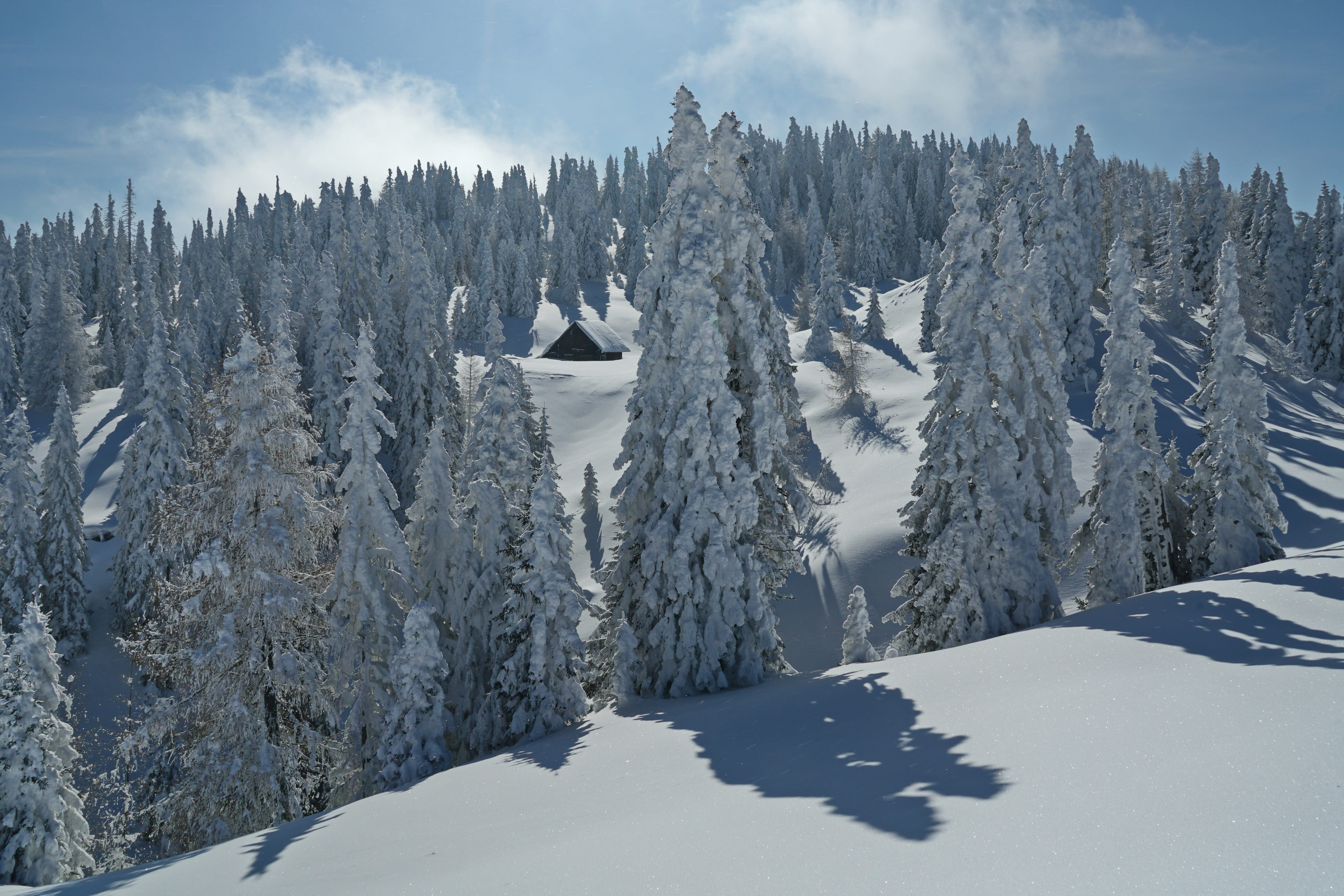 covering, 5K, coniferous tree, range, plant, snow, pine tree, cold temperature, snowcapped mountain, tree, no people, cloud - sky, day, mountain, sky, HD Wallpaper