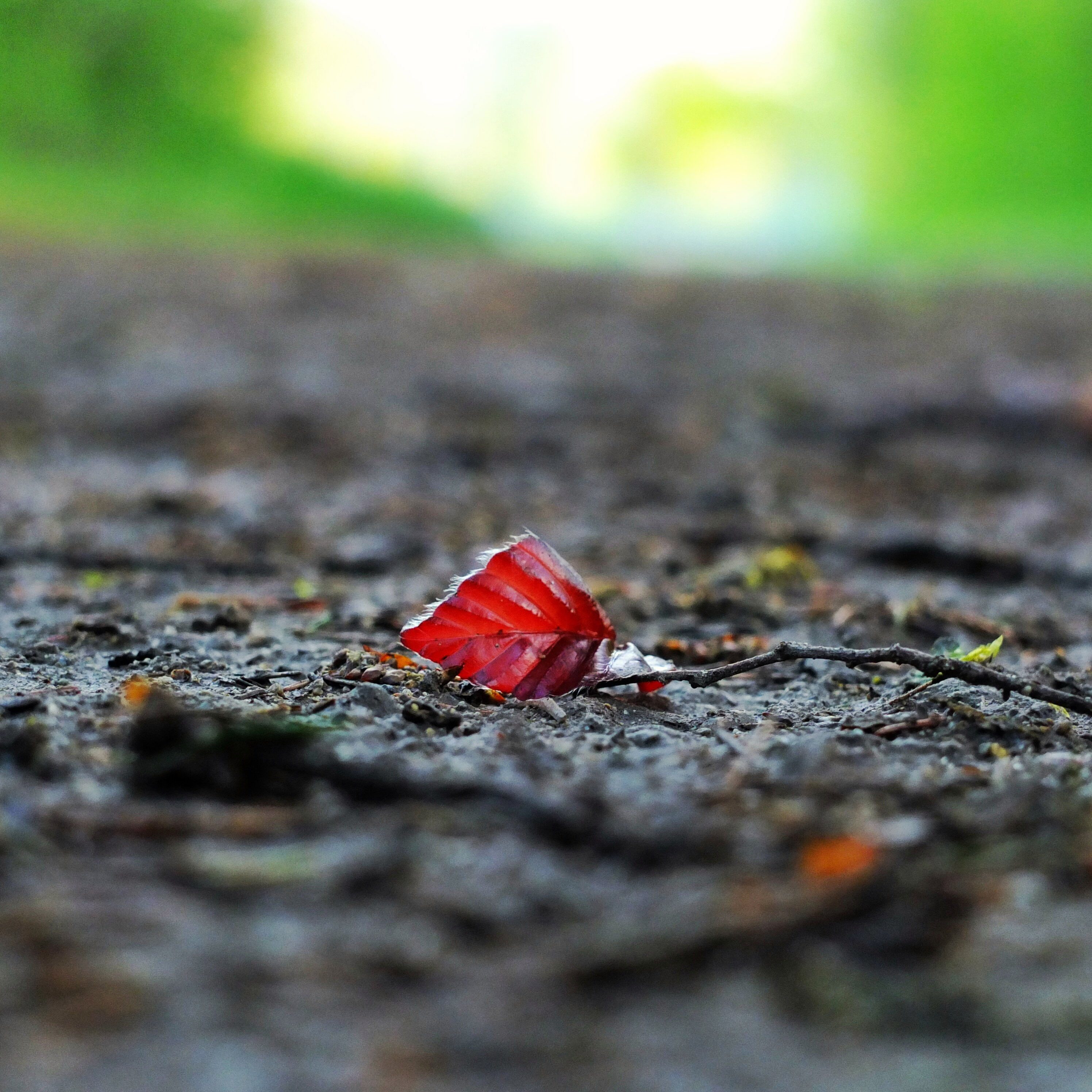 red leaf, park  square, soil, close-up, 2K, tiny, backgrounds, red, closeup, leaf, gray, fujifilm x10, photo, format, Phone HD Wallpaper